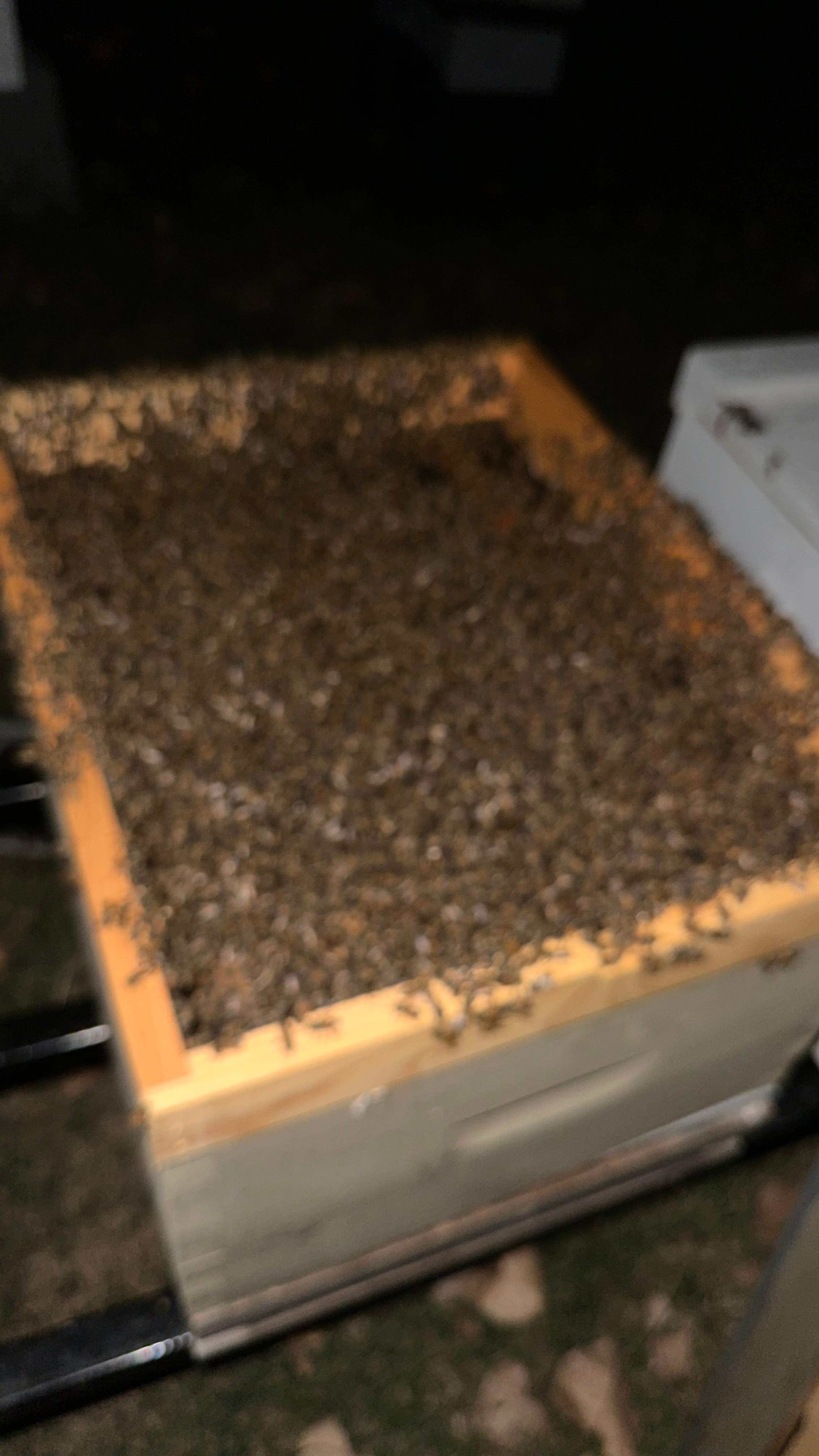 City Tree Company  by Rockwall Honey Bee Company