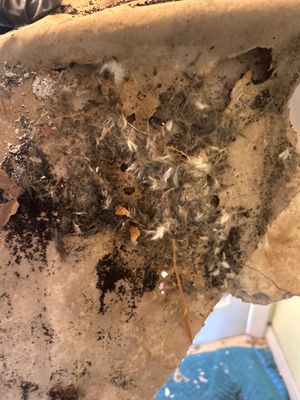 Pebble Springs Mold Remediation
