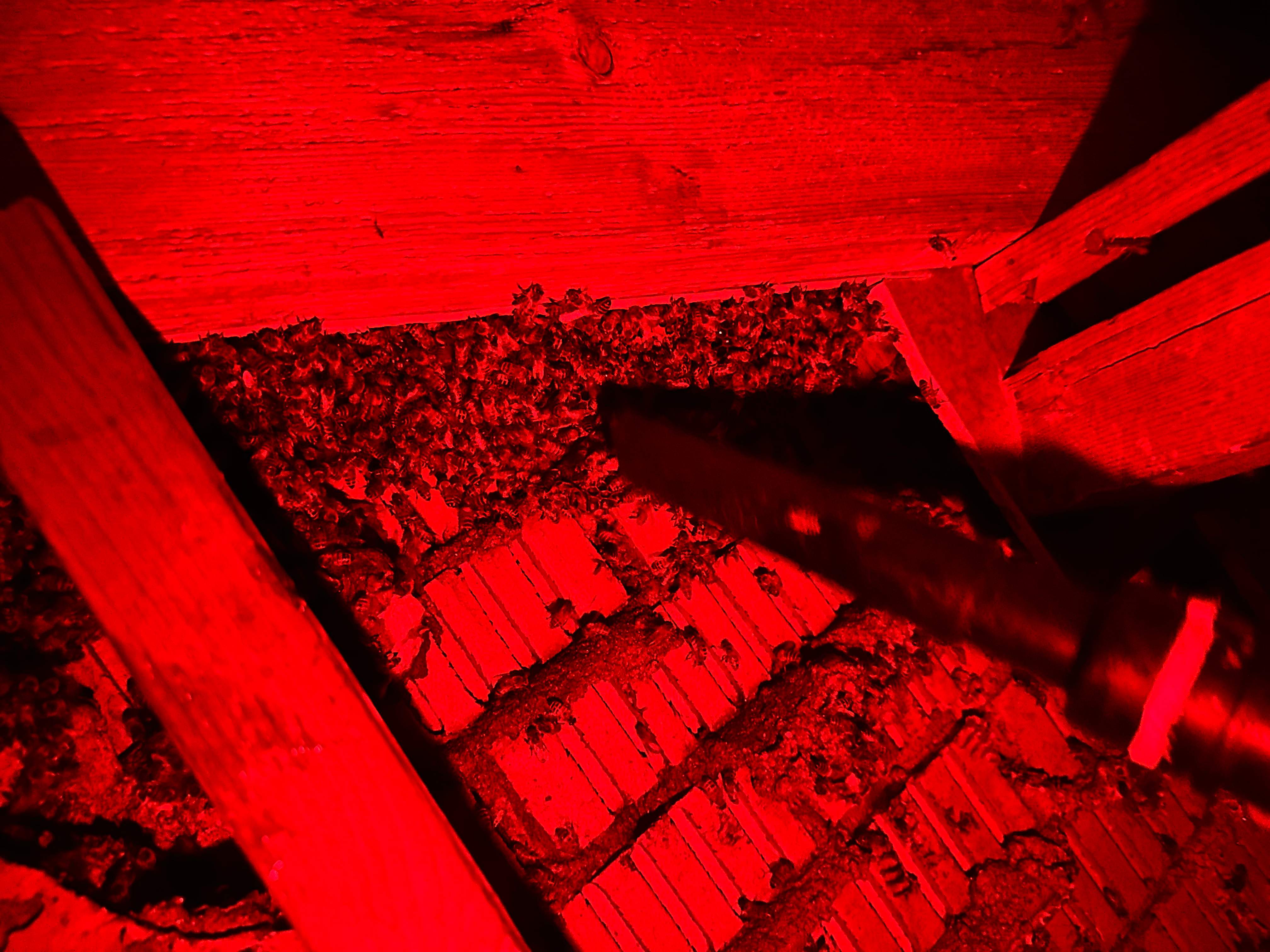 Red Light Attic by Rockwall Honey Bee Company