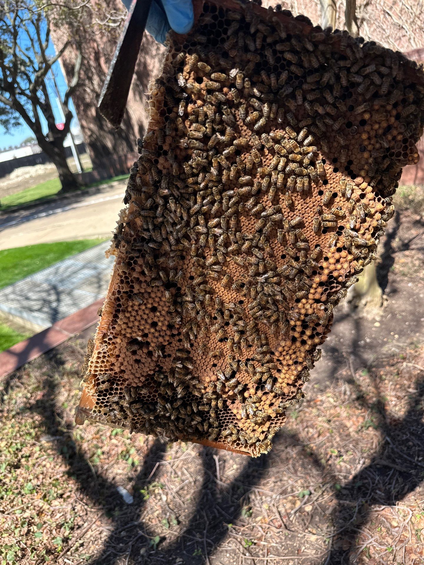 Urban Bees in North Dallas by Rockwall Honey Bee Company