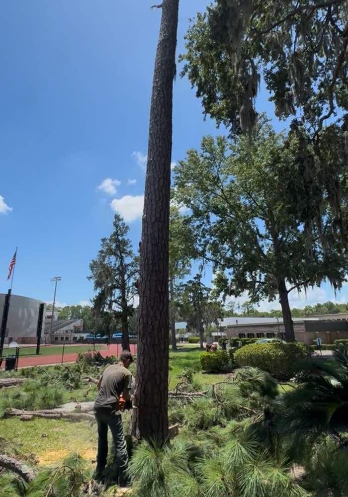 Tree Removal | Episcopal School of Jacksonville by ProGreen Services