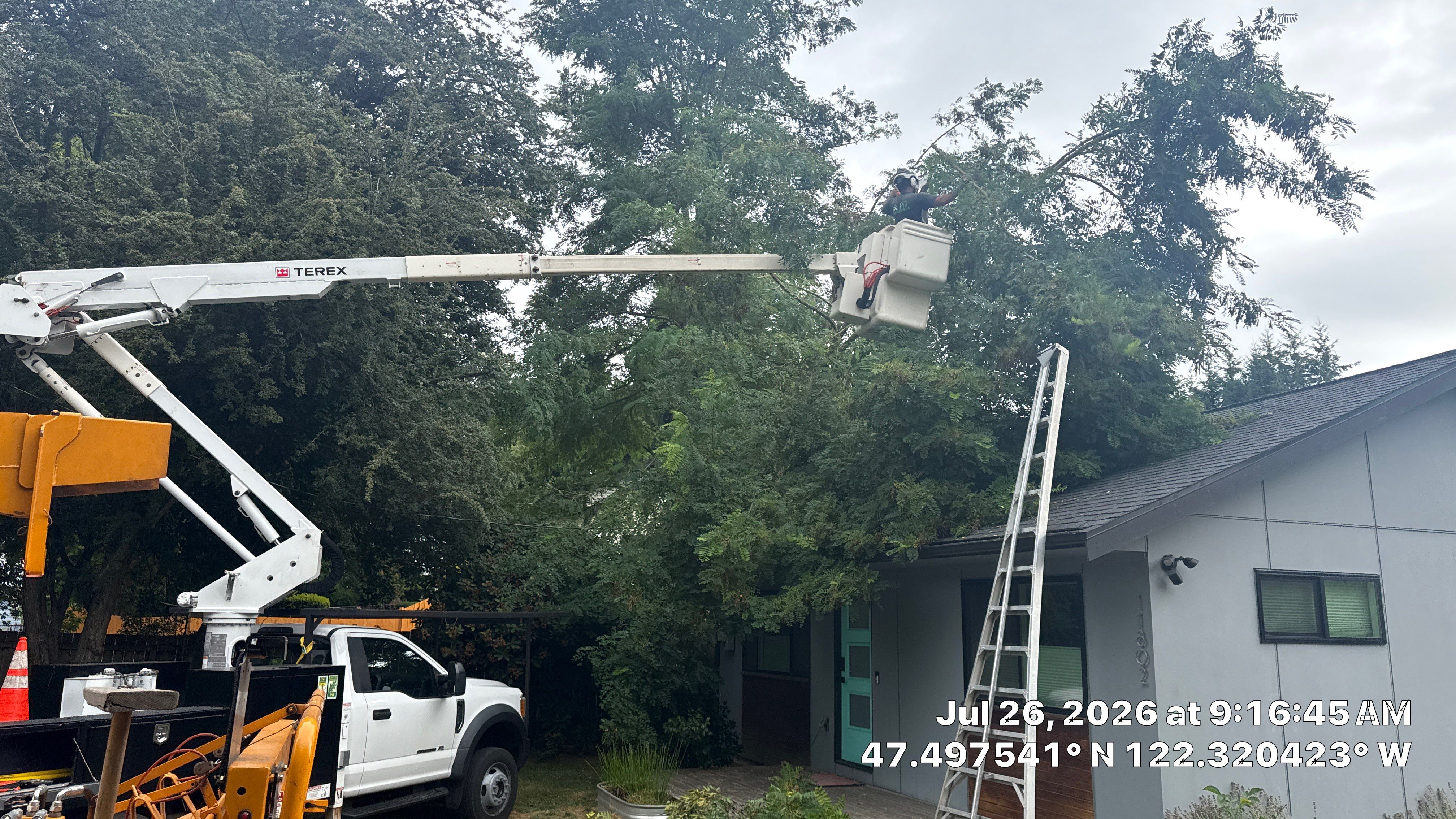 Emergency Tree Service for Fallen Stem on Seattle Roof