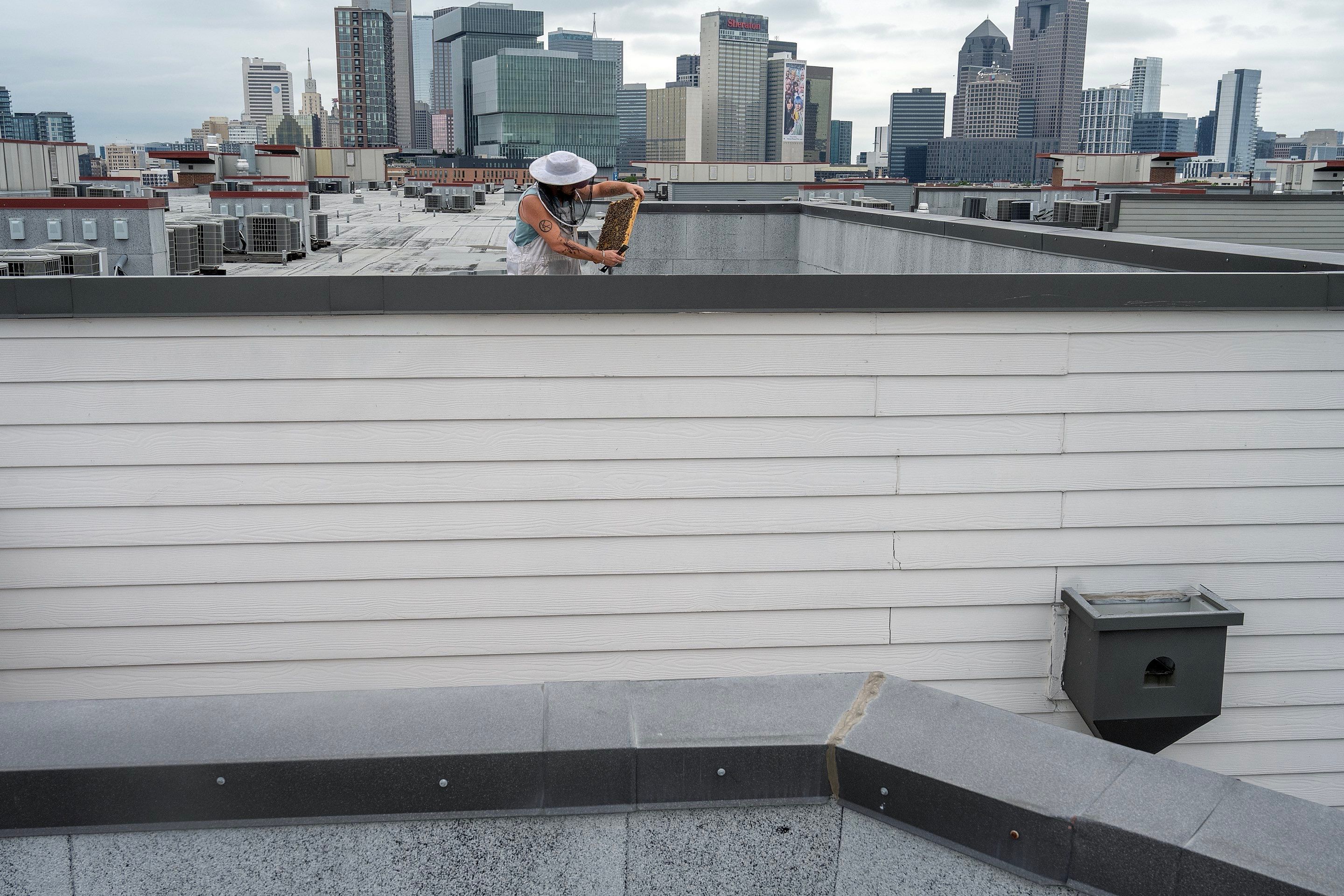 Urban Beekeeping in Dallas by Rockwall Honey Bee Company