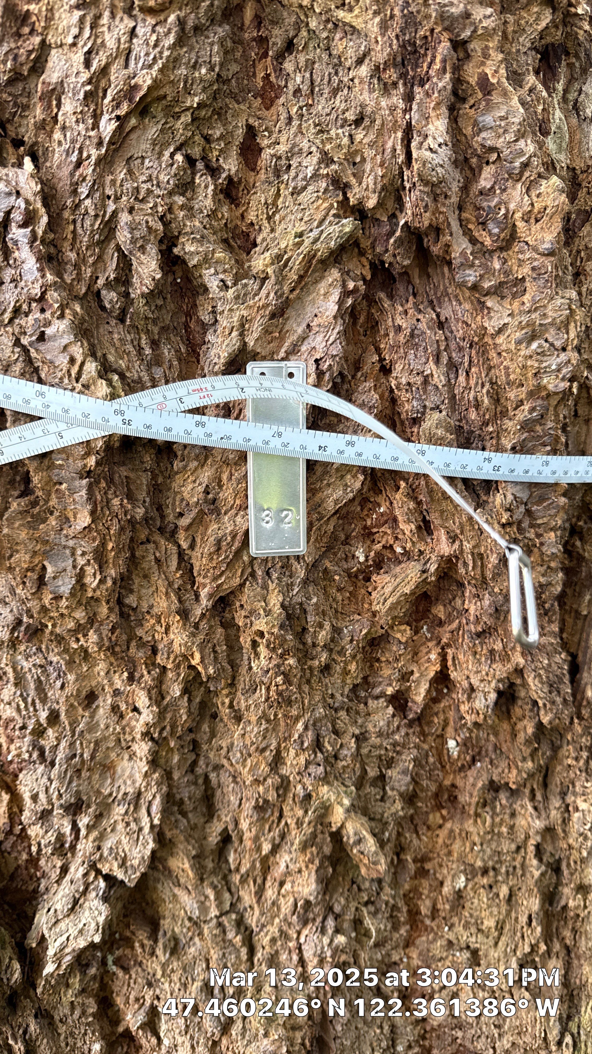 π Arborist Reporting & Tree Surveying β Code Compliance Project by Sound Tree Care LLC