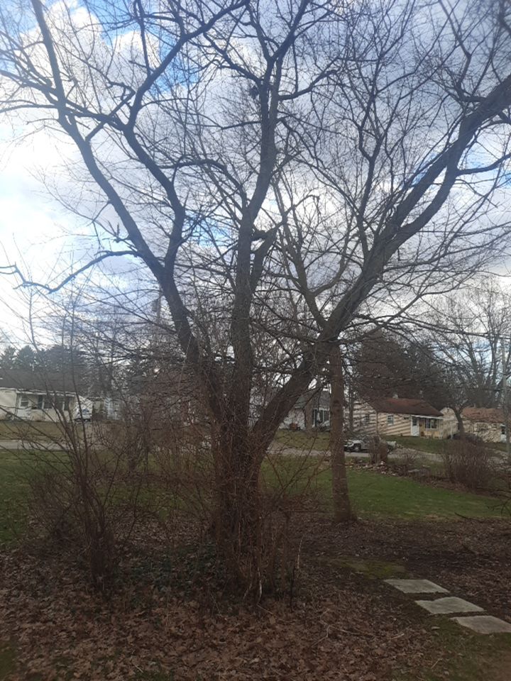 Tree Removal using Tree Removal by Mike Jones & Sons Tree Service LLC 