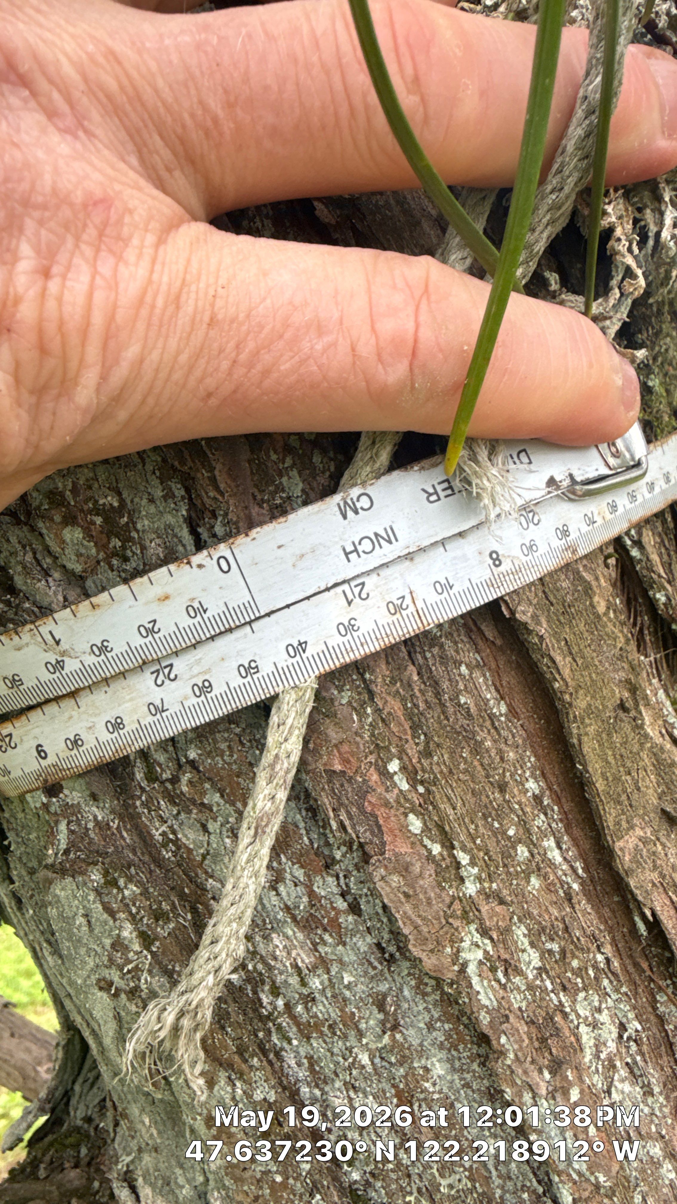 Construction Impact Assessment and Tree Evaluation in Clyde Hill by Sound Tree Care LLC