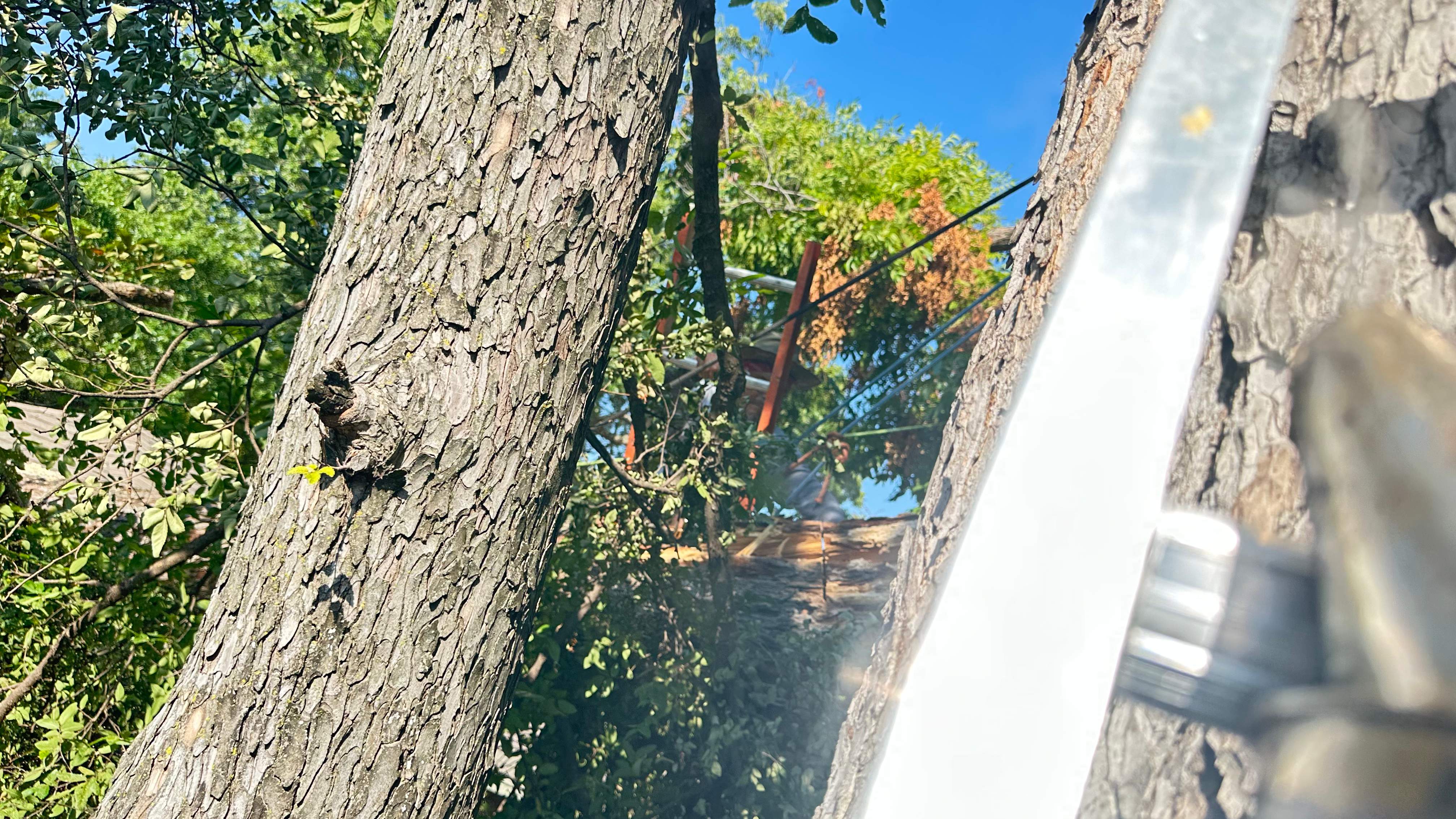 Tree Service Help  by Rockwall Honey Bee Company