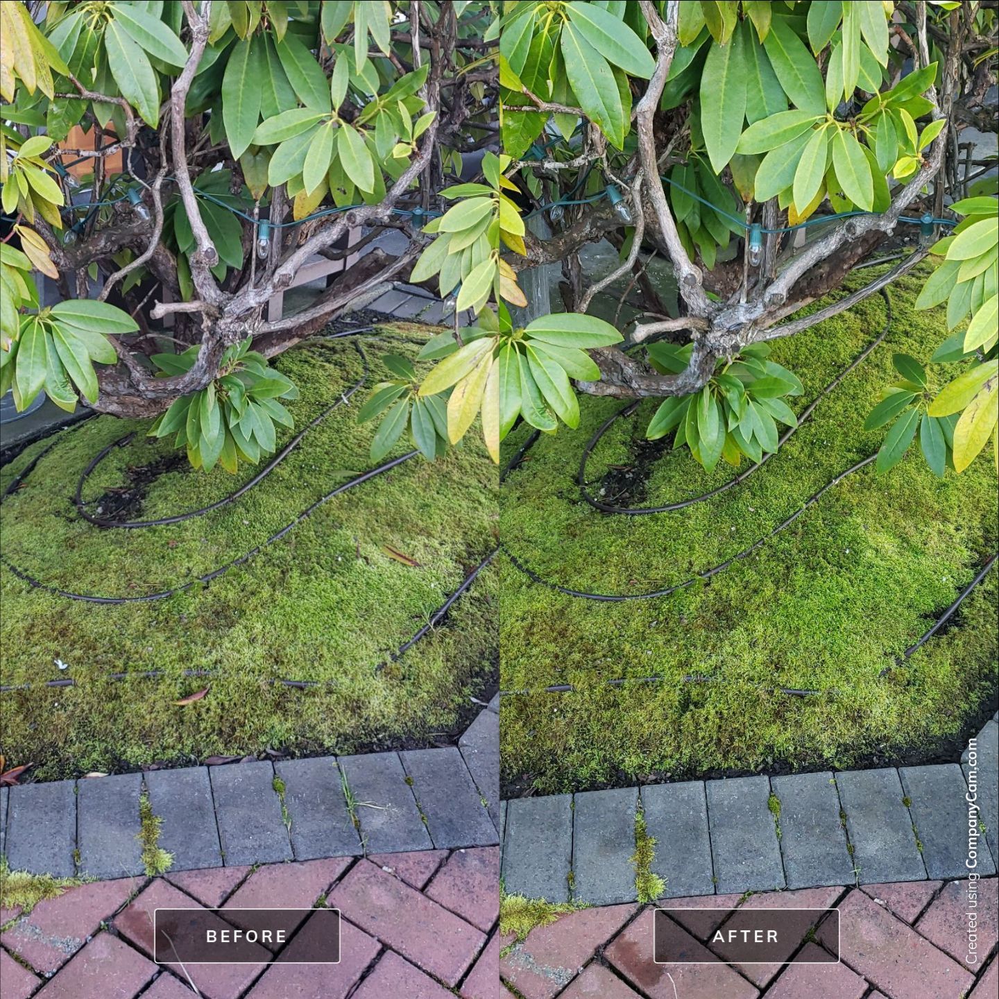 Sidney Pier by Habanero Garden and Exterior Care