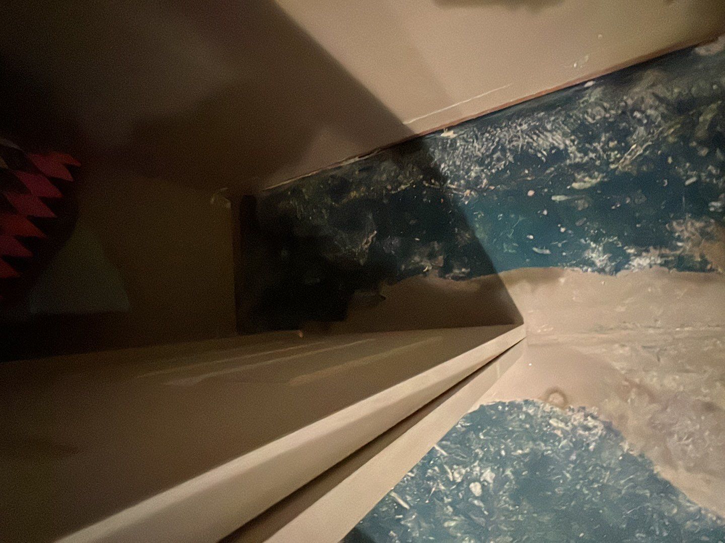 Mold Damage by Accountable Home Services