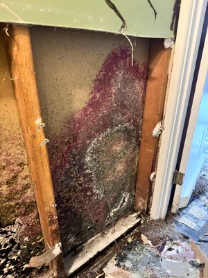 Mold Remediation Project