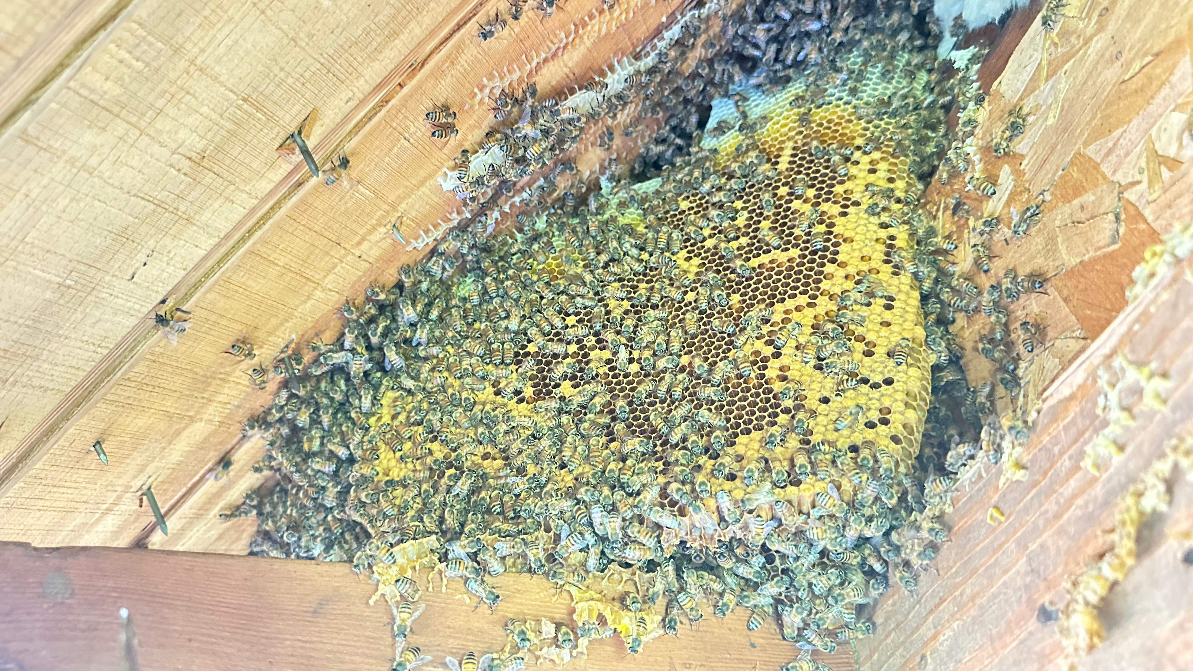 Golf Couse by Rockwall Honey Bee Company