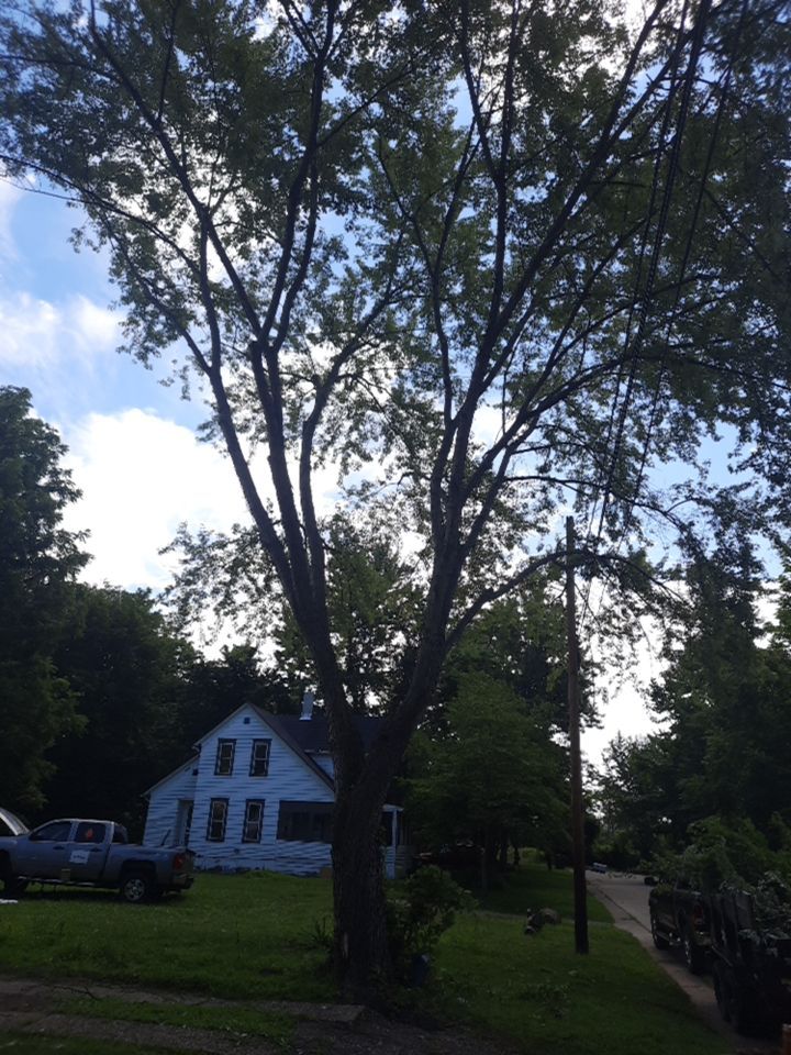 Tree Removal using Tree Removal by Mike Jones & Sons Tree Service LLC 