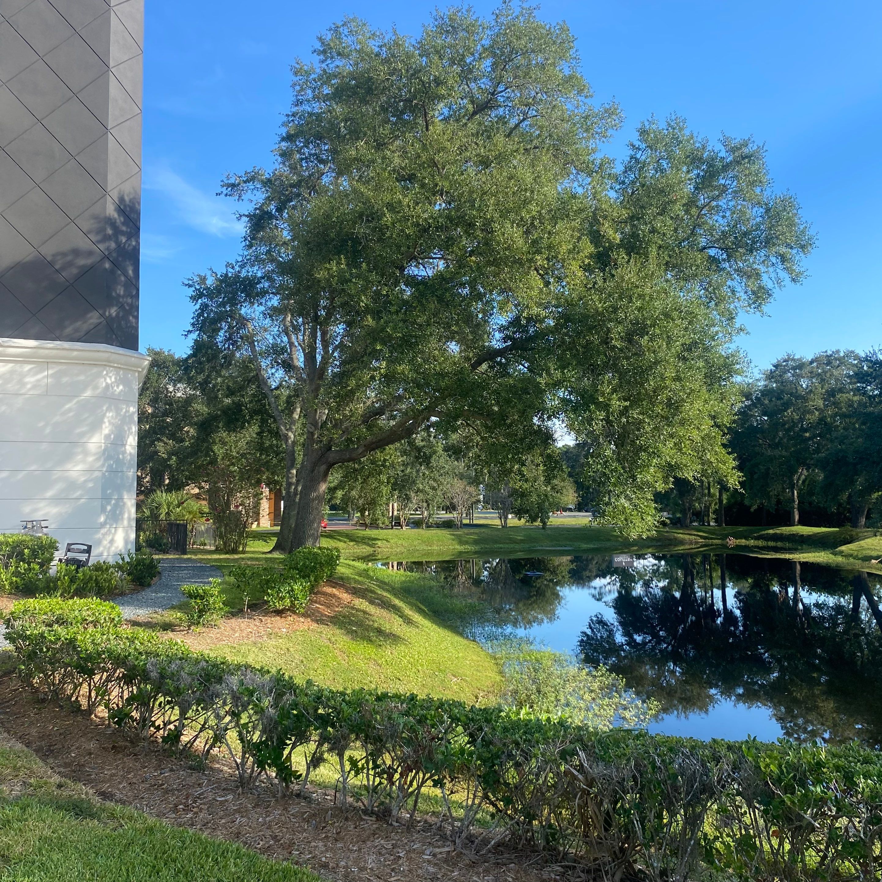 Tree & Shrub Removal | Marriott Hotel by ProGreen Services