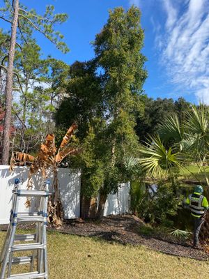 Deerwood Resident | Tree Removal