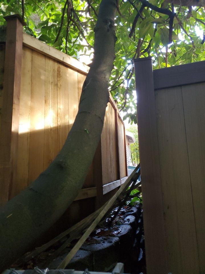 Tree Removal using Tree Removal by Mike Jones & Sons Tree Service LLC 
