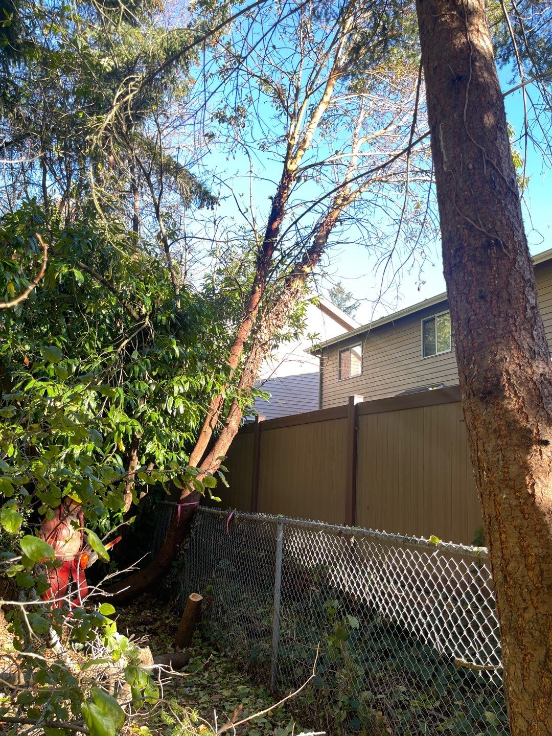 Tree Removal using Tree Removal by Mike Jones & Sons Tree Service LLC 