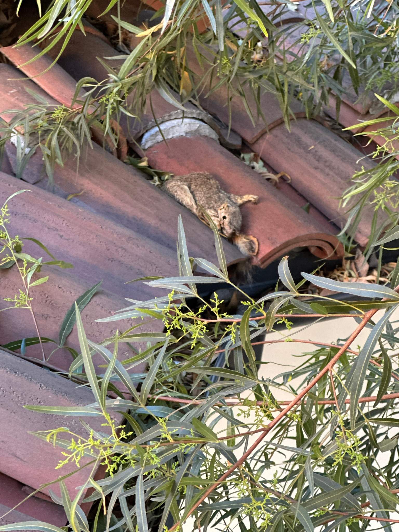 Orange County Gutter Cleaning by Property Cleaning Experts