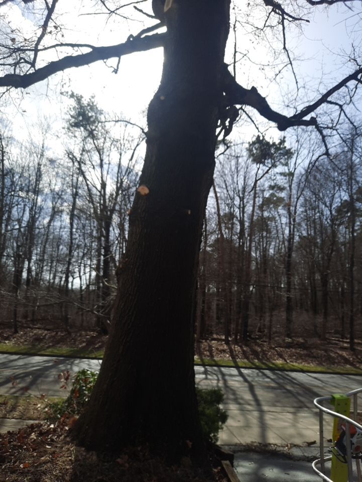 Tree Trimming using Tree Pruing by Mike Jones & Sons Tree Service LLC 