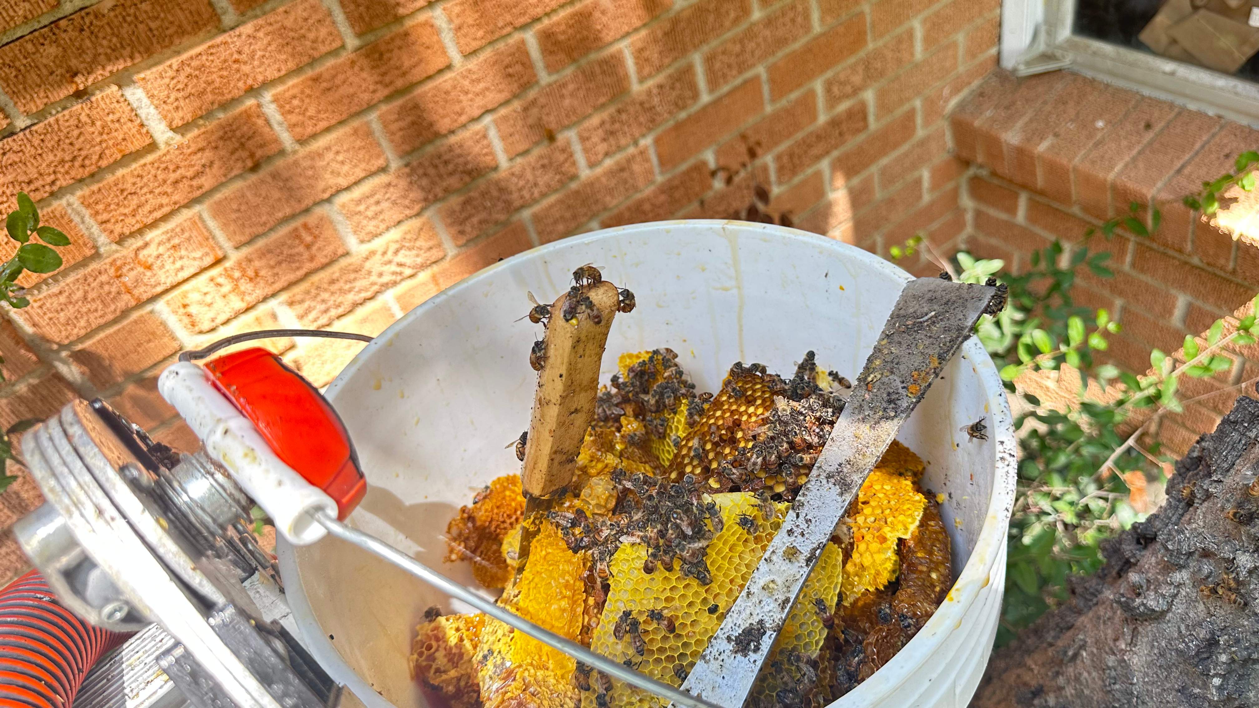 Long-term Residents by Rockwall Honey Bee Company