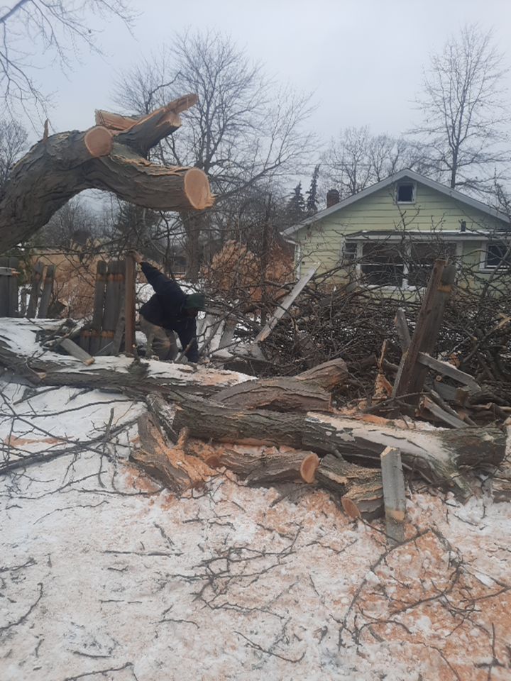 Storm Damaged Tree Removal  using Tree Removal by Mike Jones & Sons Tree Service LLC 