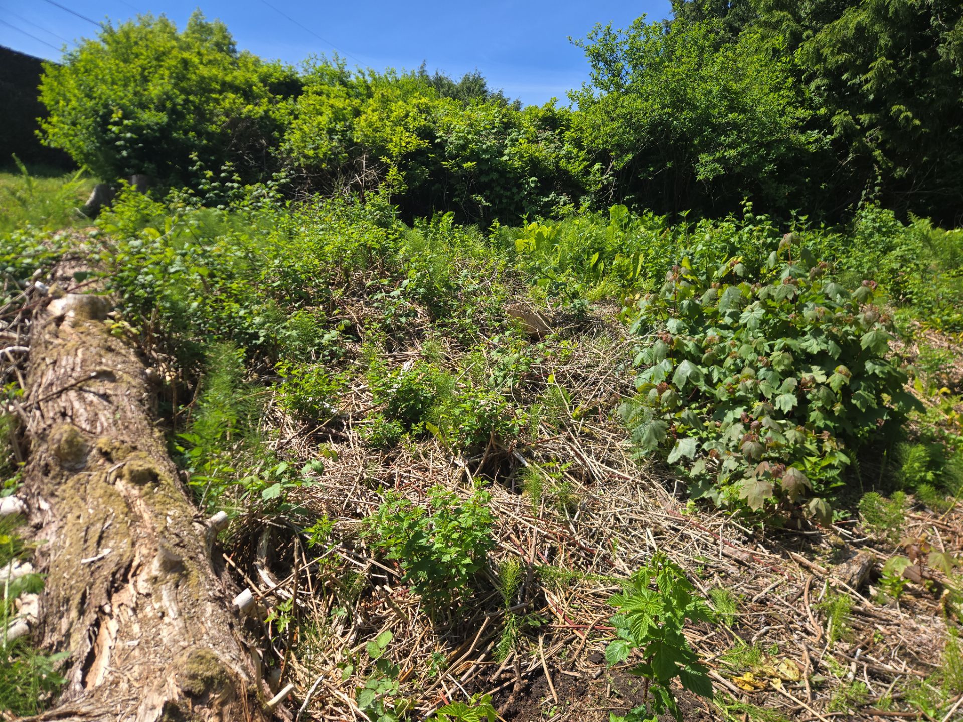 Island View - Ecological Restoration & Stewardship by Habanero Landscape Solutions