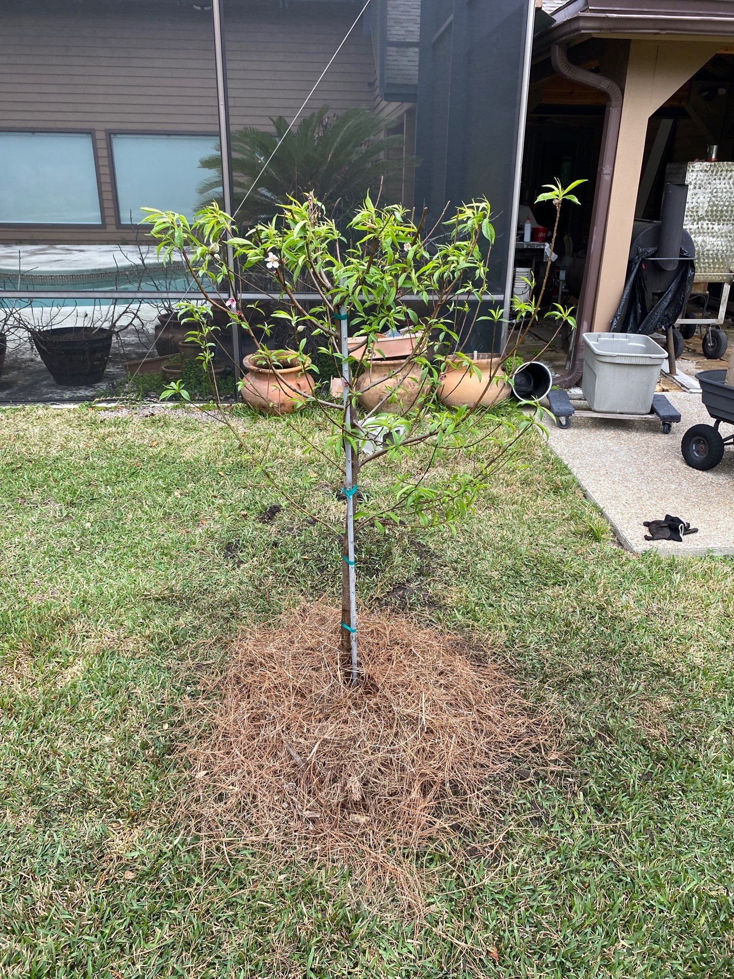 Deerwood Resident | Tree Install by ProGreen Services