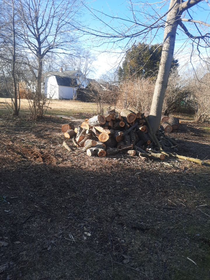 Tree Removal using Tree Removal by Mike Jones & Sons Tree Service LLC 