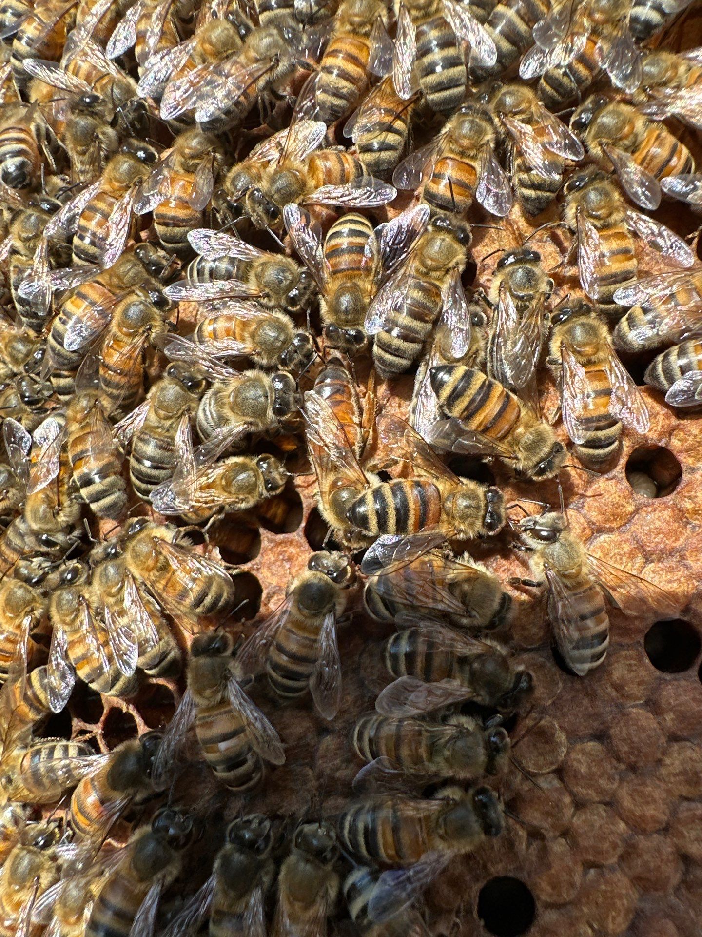 Tucked Away on McKinney Ave by Rockwall Honey Bee Company