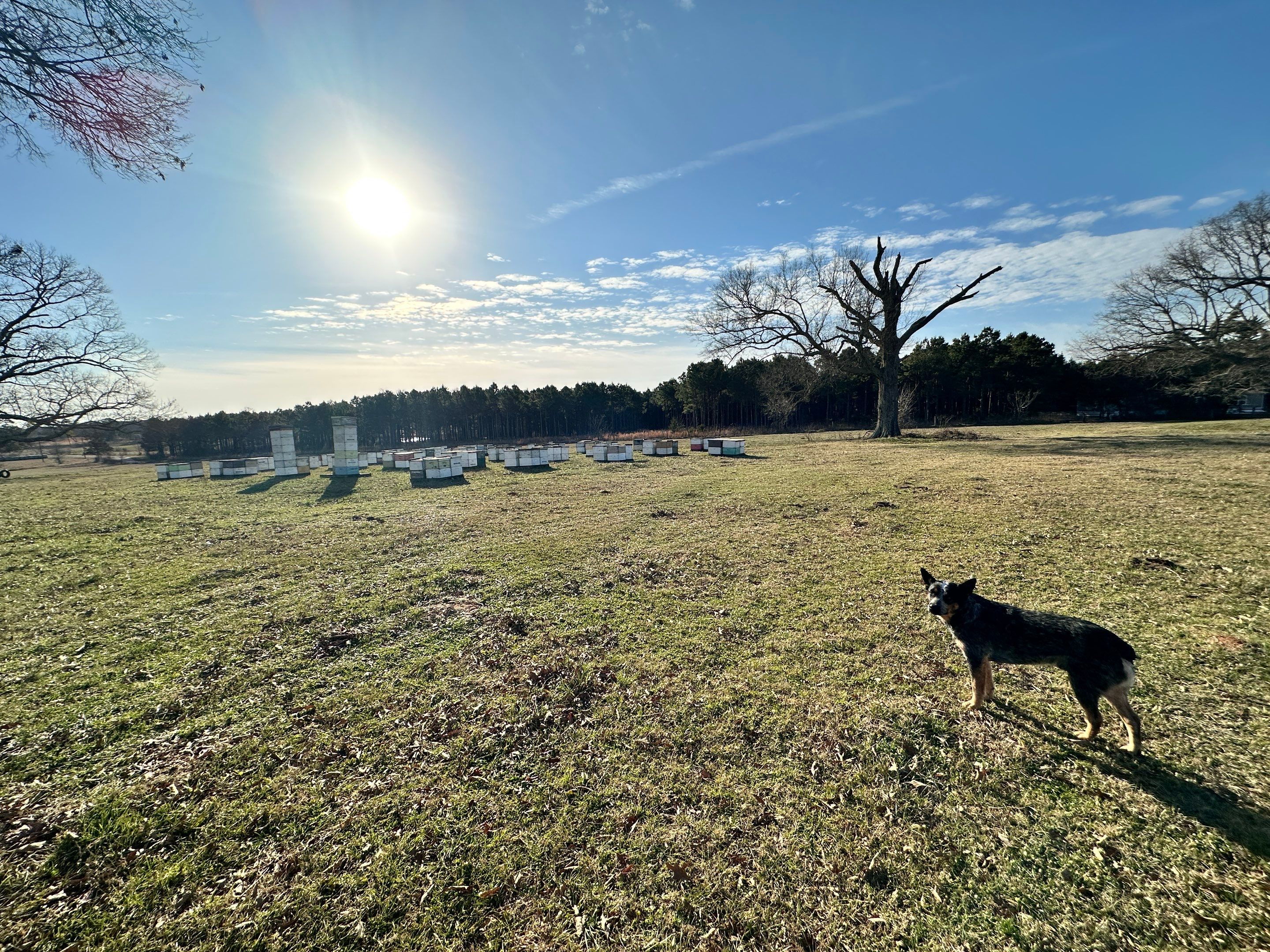 Peanut Farm Apiary by Rockwall Honey Bee Company