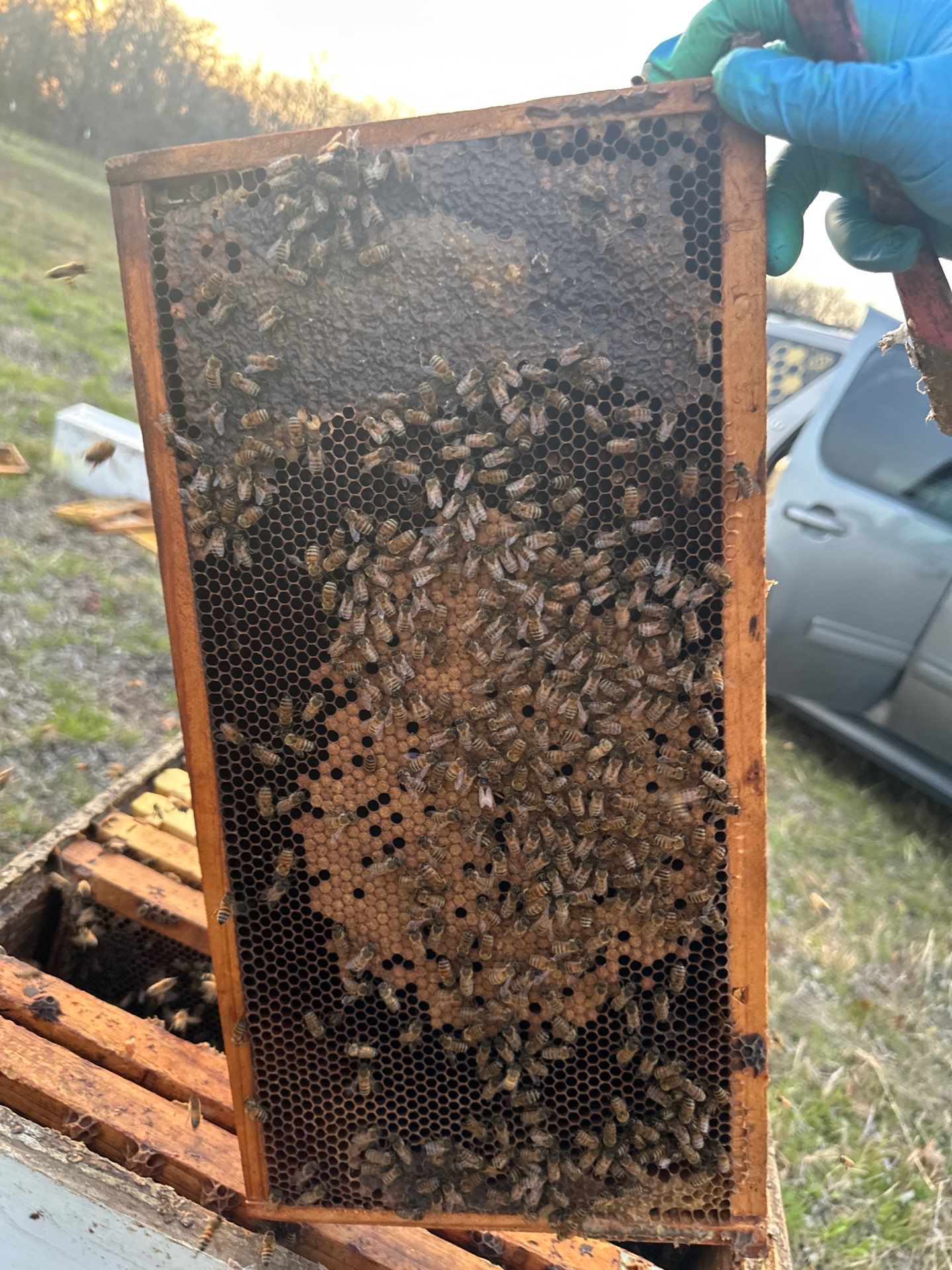 Honey-Maker Apiary in Greenville by Rockwall Honey Bee Company