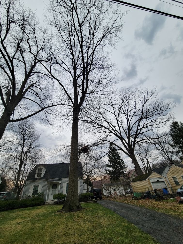 Tree Trimming using Tree Pruing by Mike Jones & Sons Tree Service LLC 