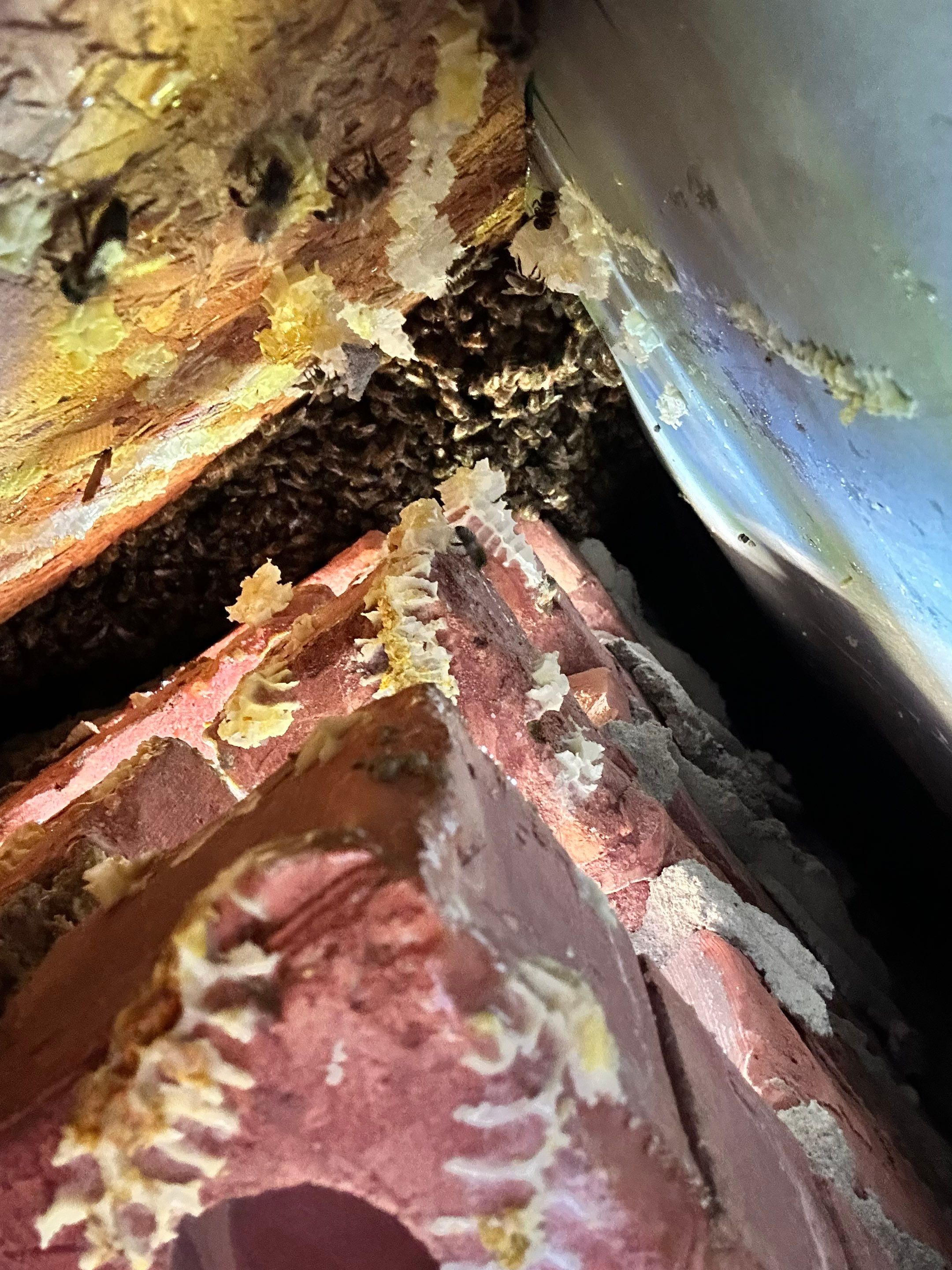 Bees Behind Bricks by Rockwall Honey Bee Company
