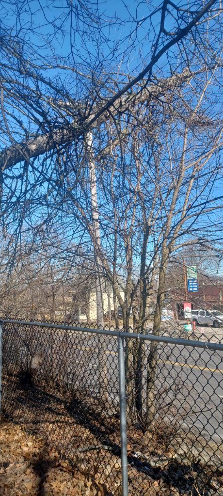 Tree Removal using Tree Removal by Mike Jones & Sons Tree Service LLC 