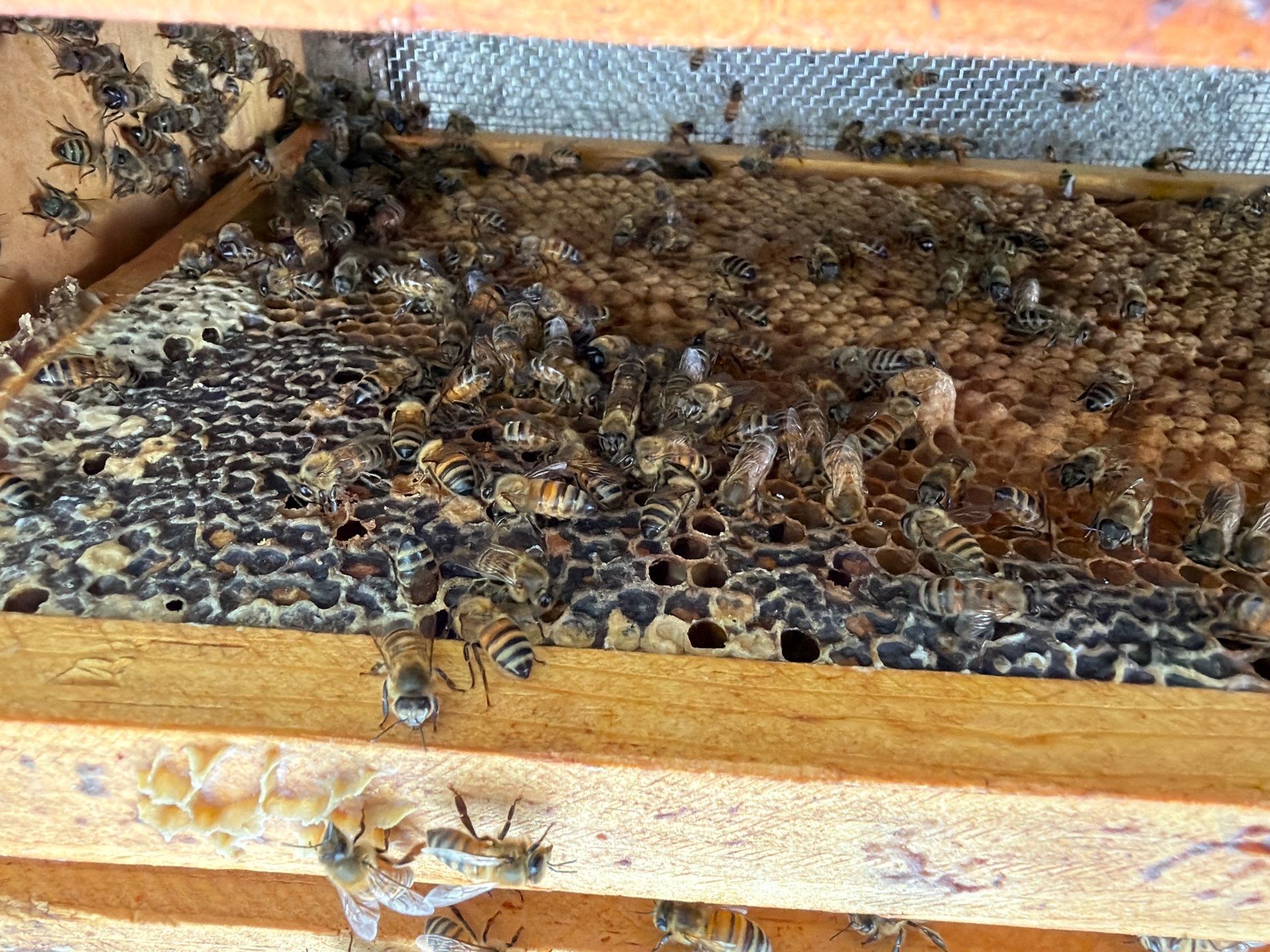 Happy Parking Lot Bee Hive by Rockwall Honey Bee Company