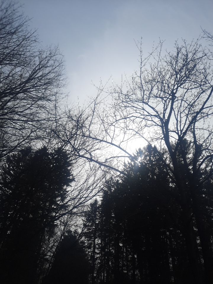 Tree Removal using Tree Removal by Mike Jones & Sons Tree Service LLC 