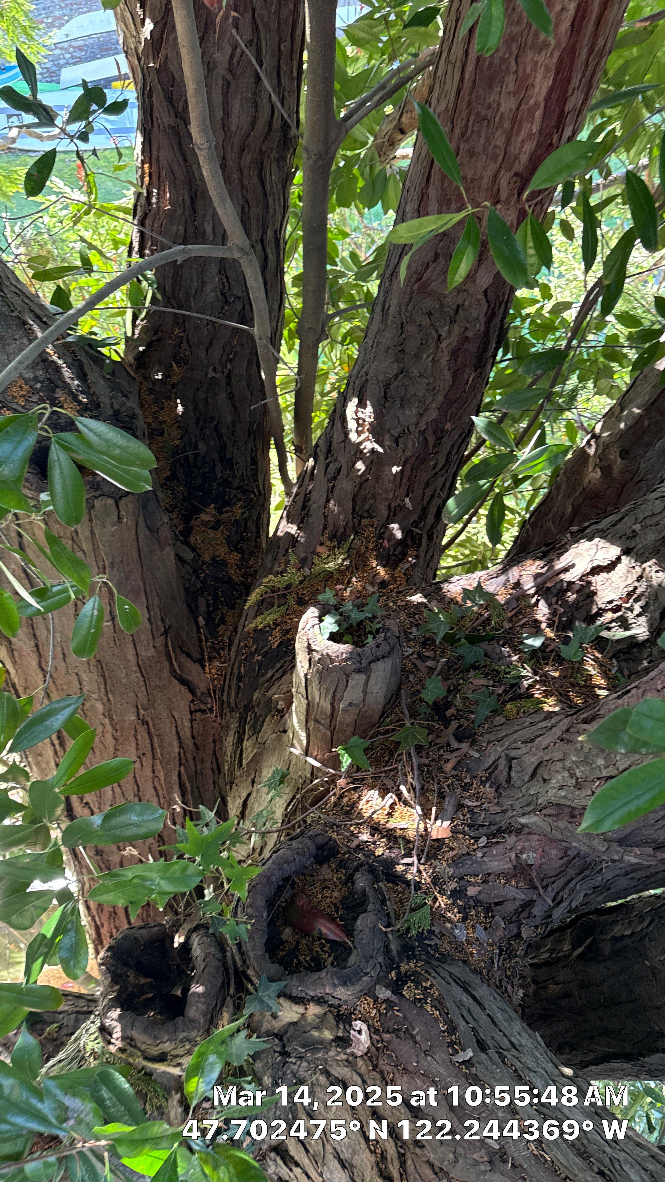 🧾 Tree Support System Assessment & Landmark Tree Risk Report – Holmes Point, Kirkland, WA by Sound Tree Care LLC