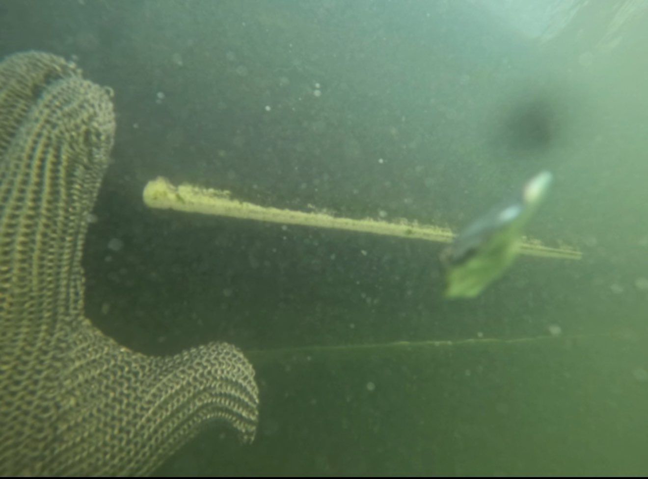 Florida Hull Cleaning - Divers | Fort Myers, Cape Coral, Naples, Venice featured photo.