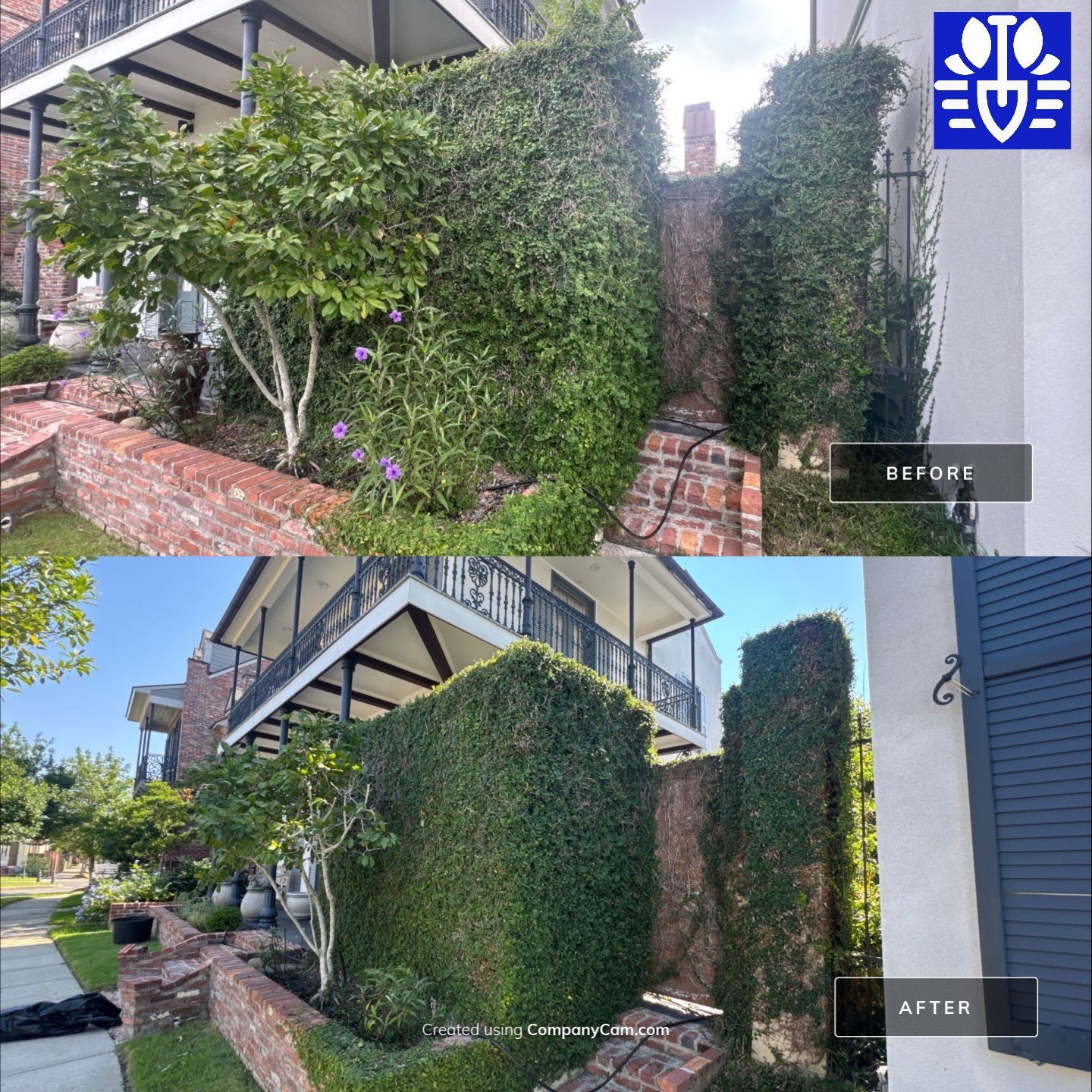 LANDSCAPE SERVICES: VINE TRIM AND BED CLEAN UP by CutScape, LLC.