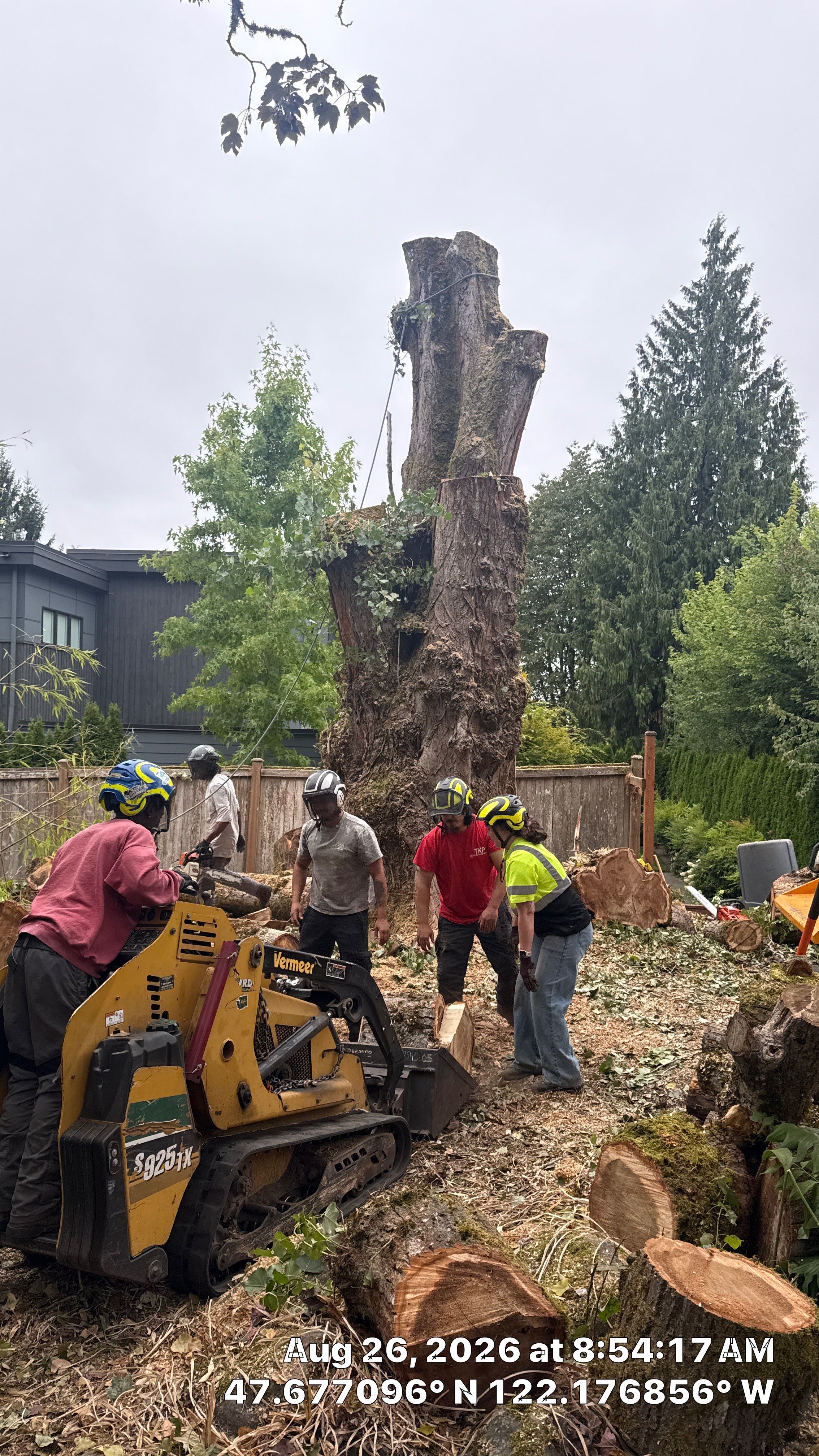 Kirkland Dead and Declining Tree Removal by Sound Tree Care LLC