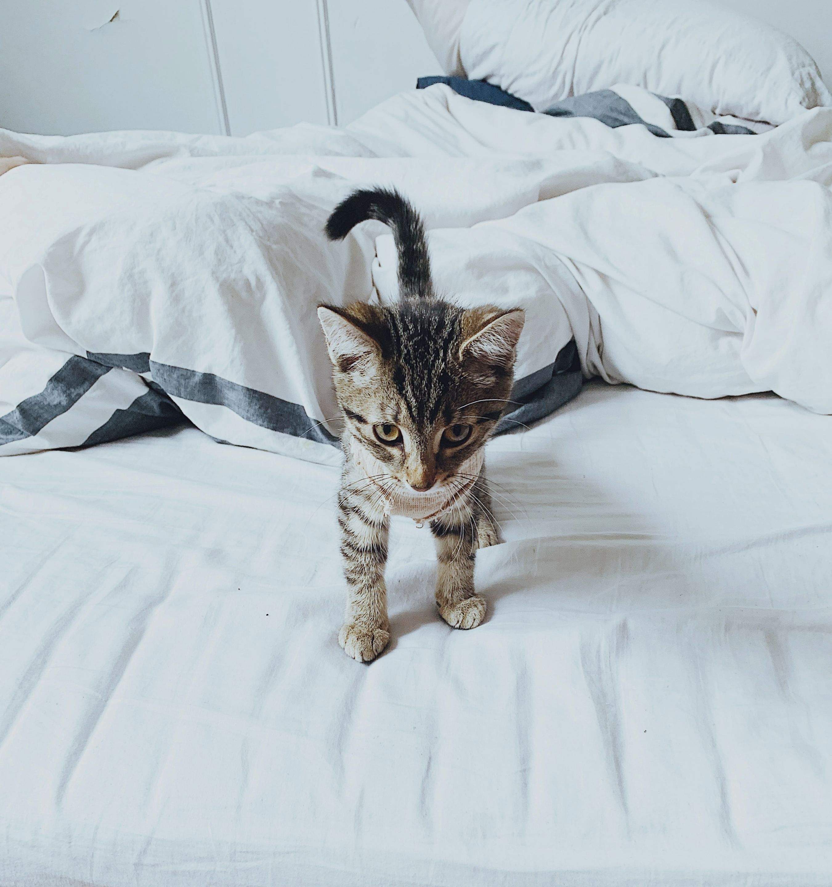 Kittens! by CompanyCam