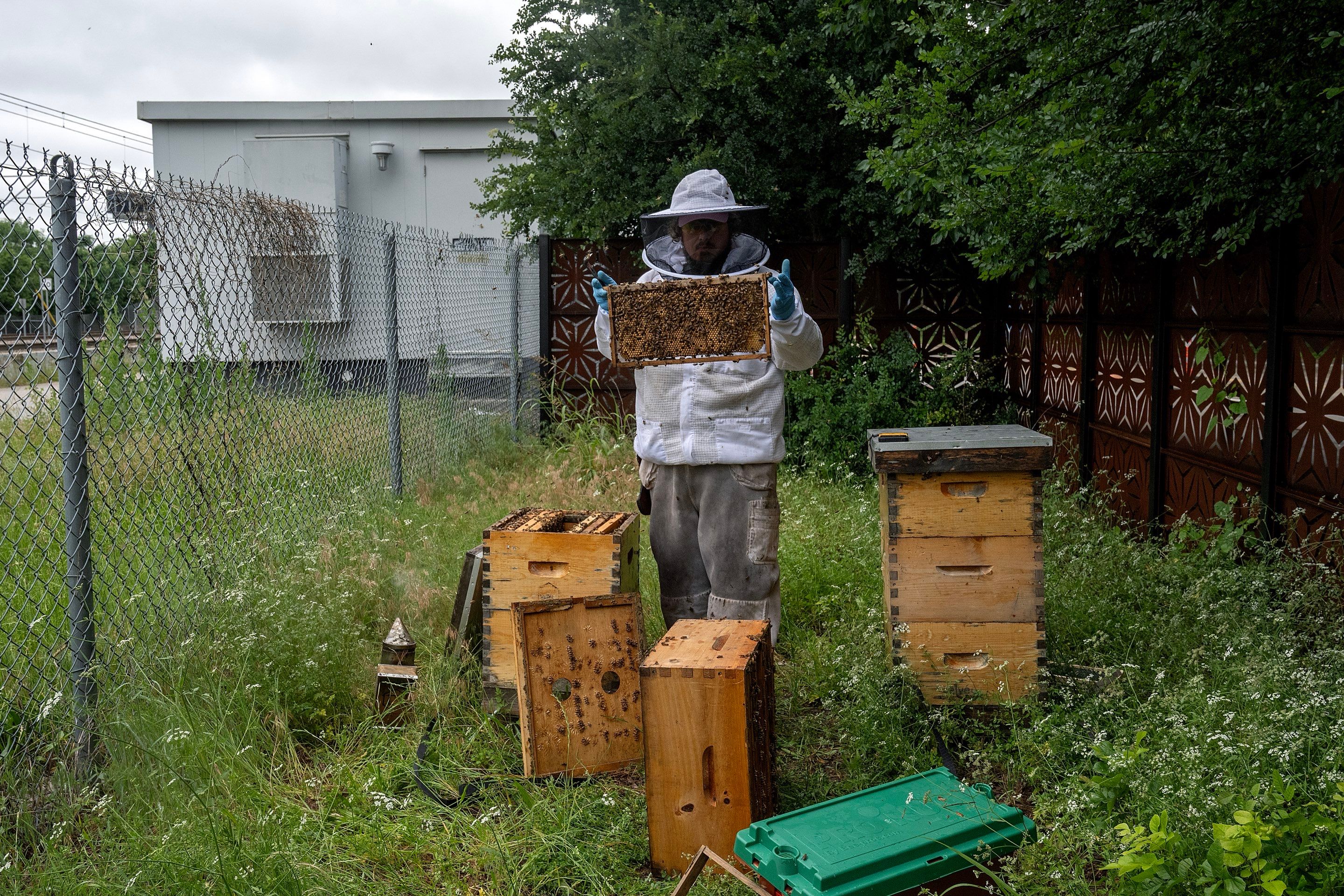 Urban Beekeeping in Dallas by Rockwall Honey Bee Company