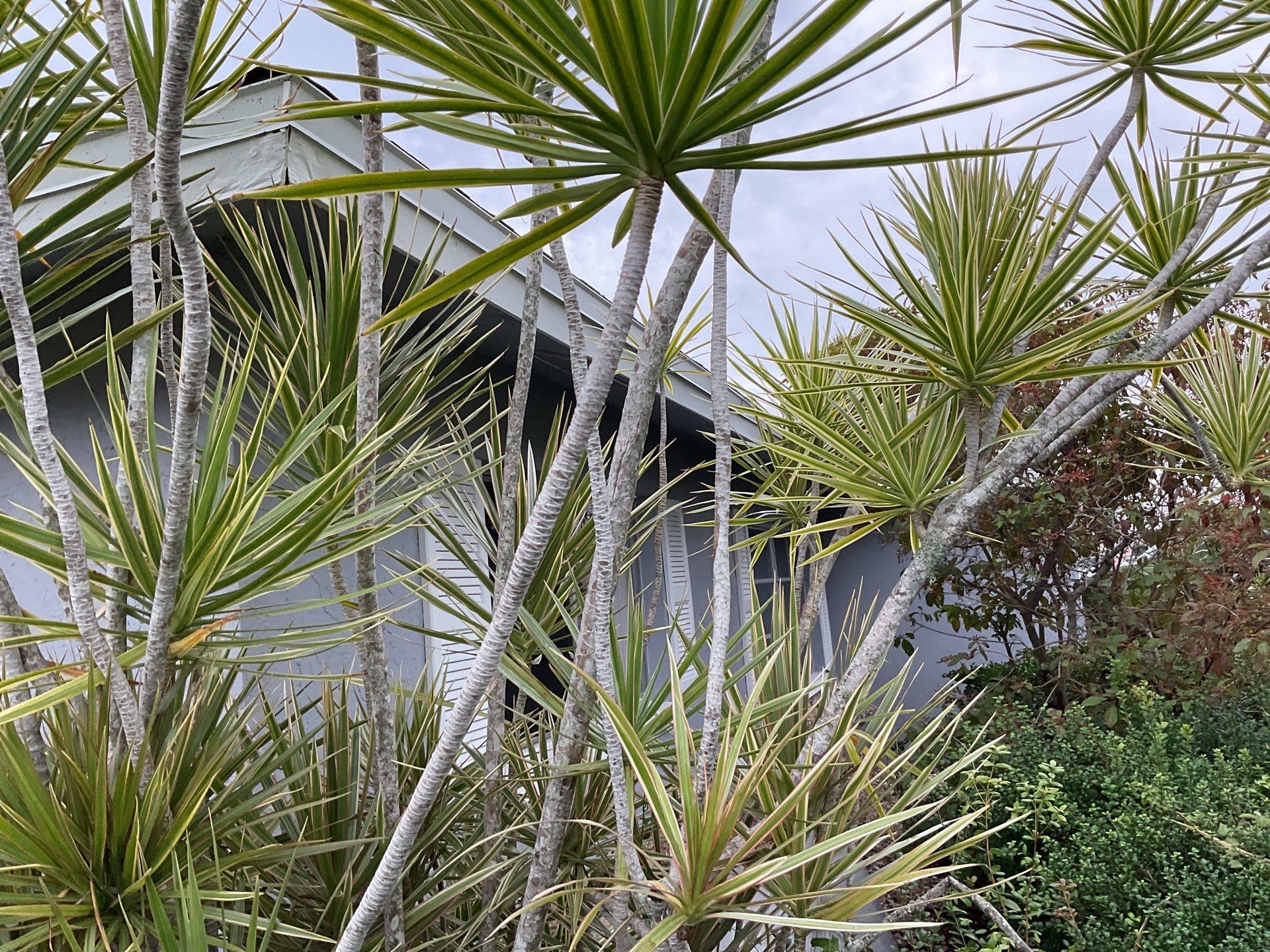 Gutter Repair and Cleaning in Cape Coral FL by Gutter Professors