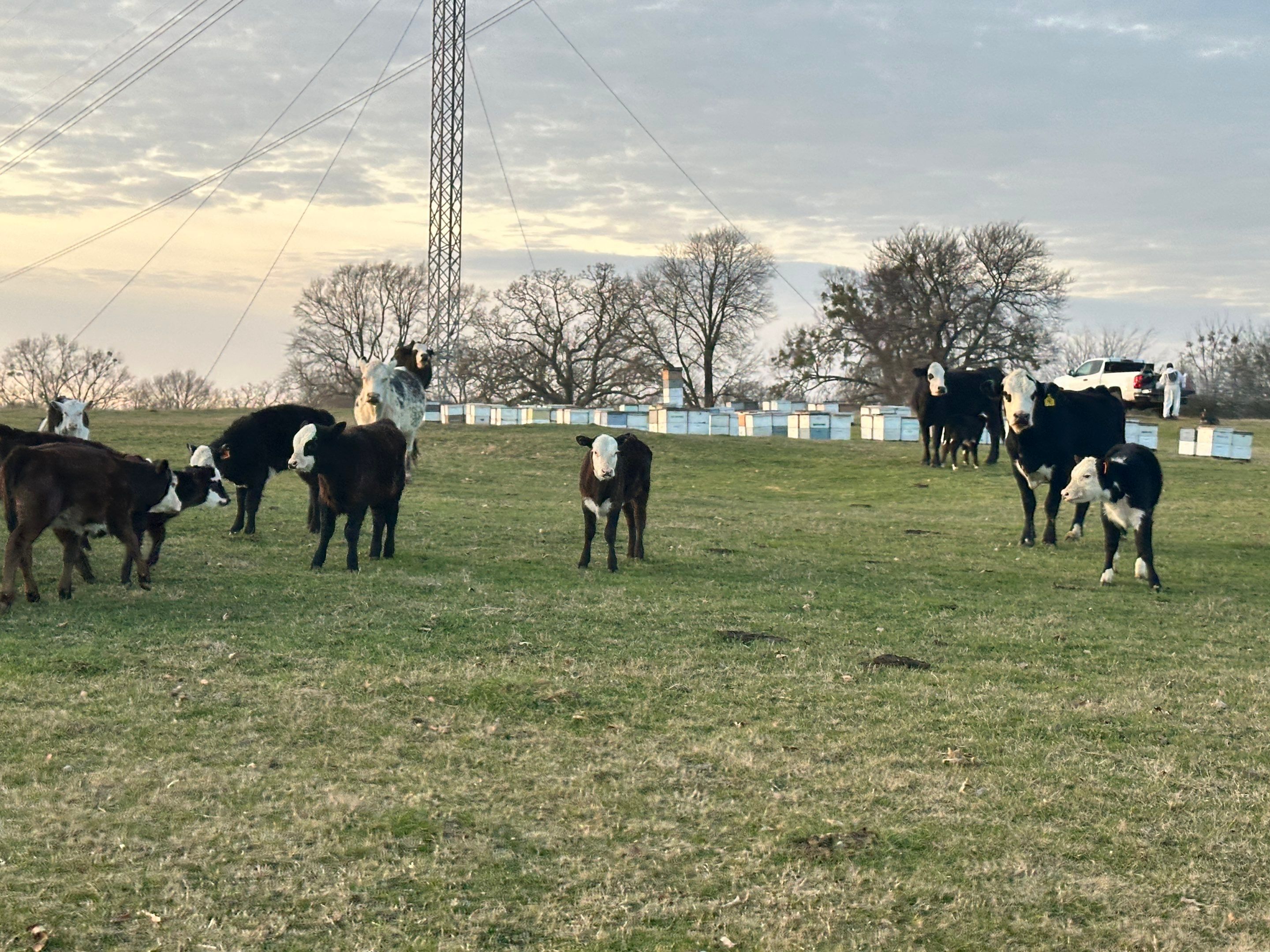 Clubb's Cow Farm Apiary by Rockwall Honey Bee Company