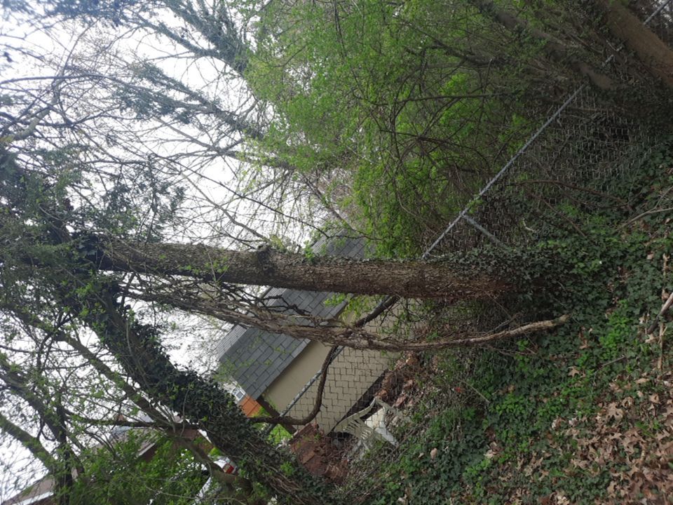 Tree Removal using Tree Removal by Mike Jones & Sons Tree Service LLC 
