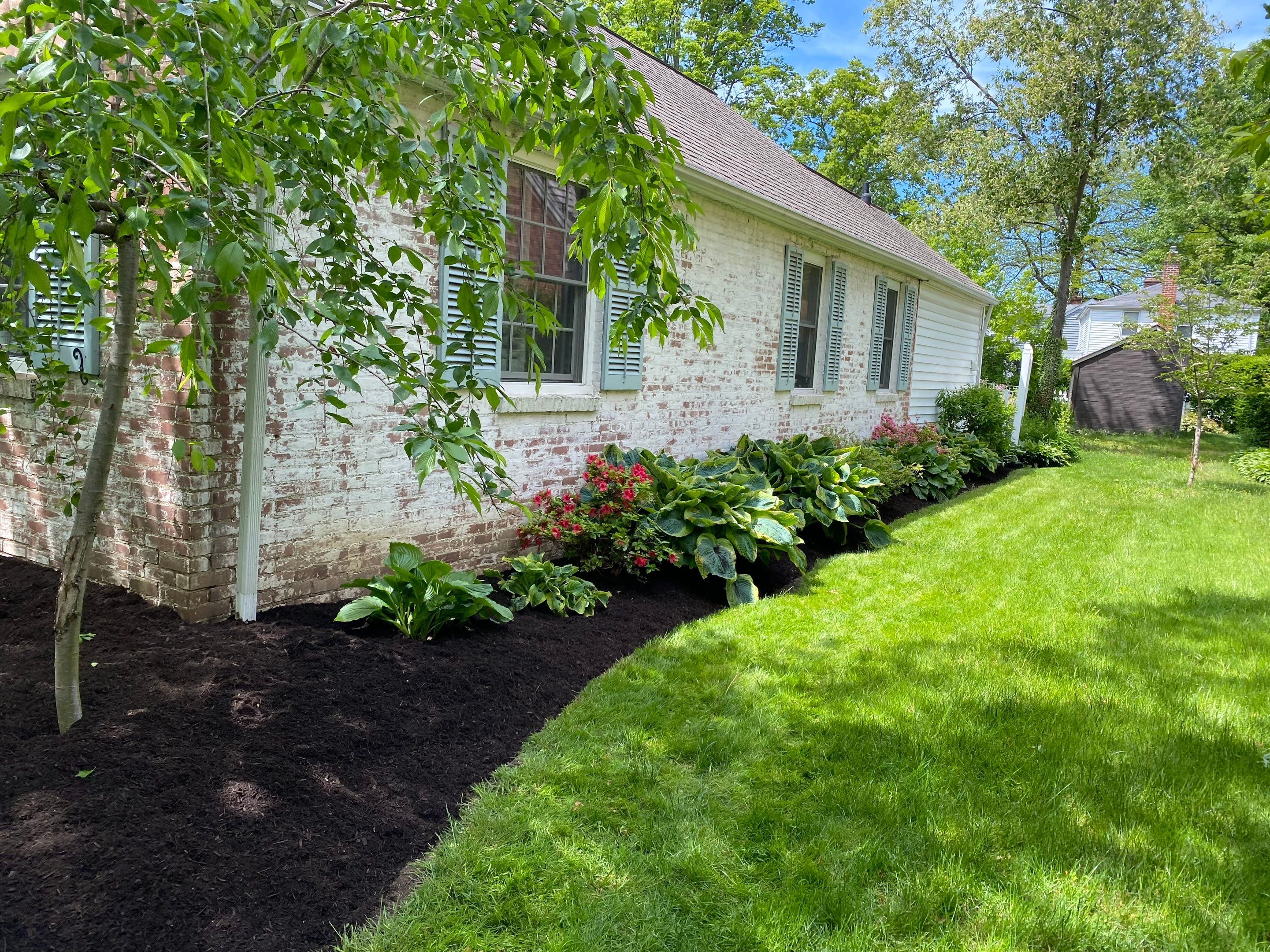 River Birch Maintenance by Elm Rose Gardens