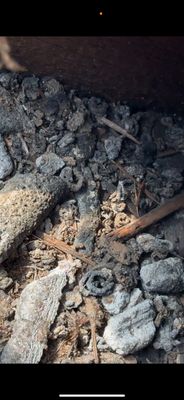 BIOHAZARD PIGEON FECES