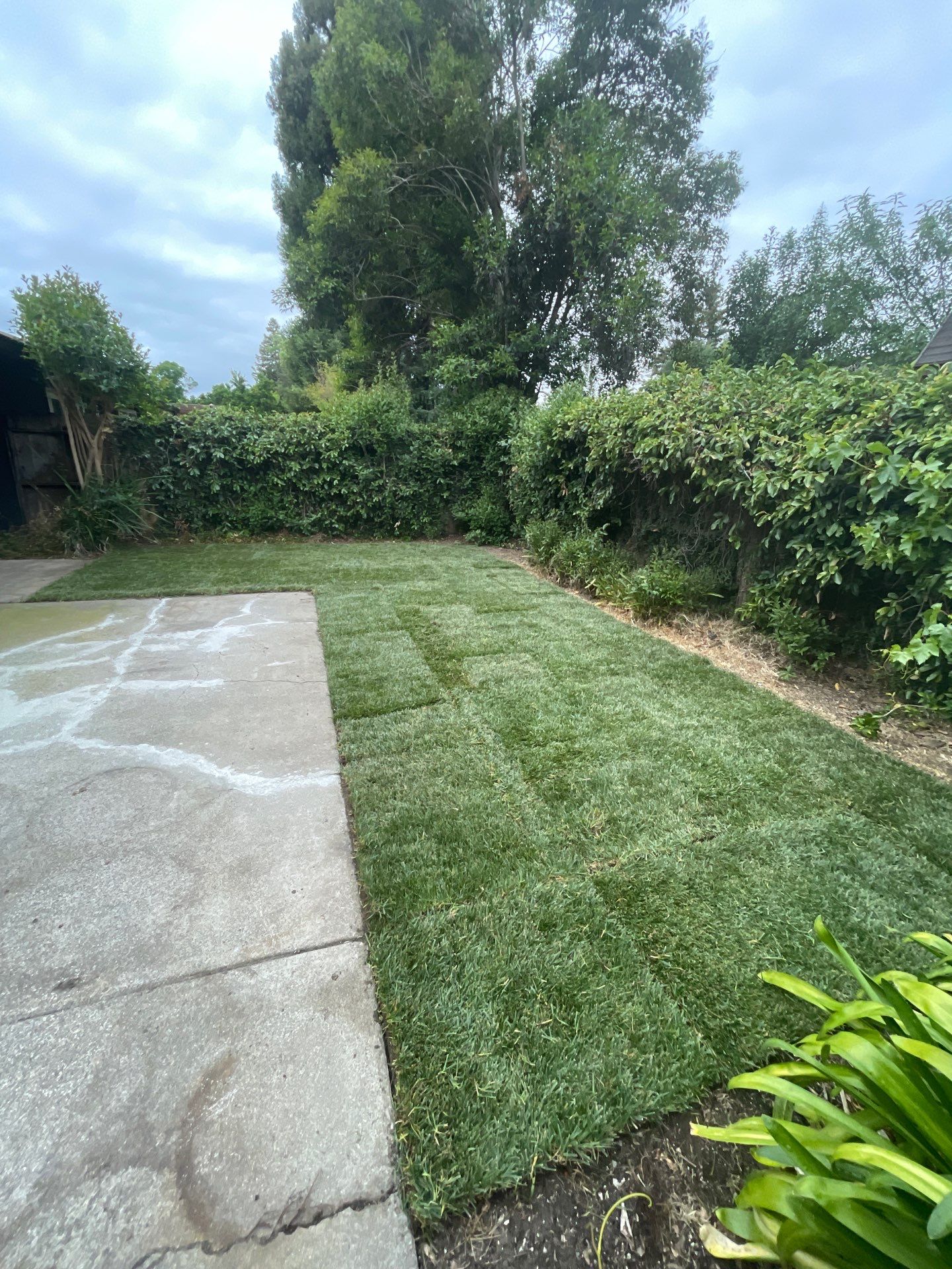 Project in Davis by A - G Sod Farms