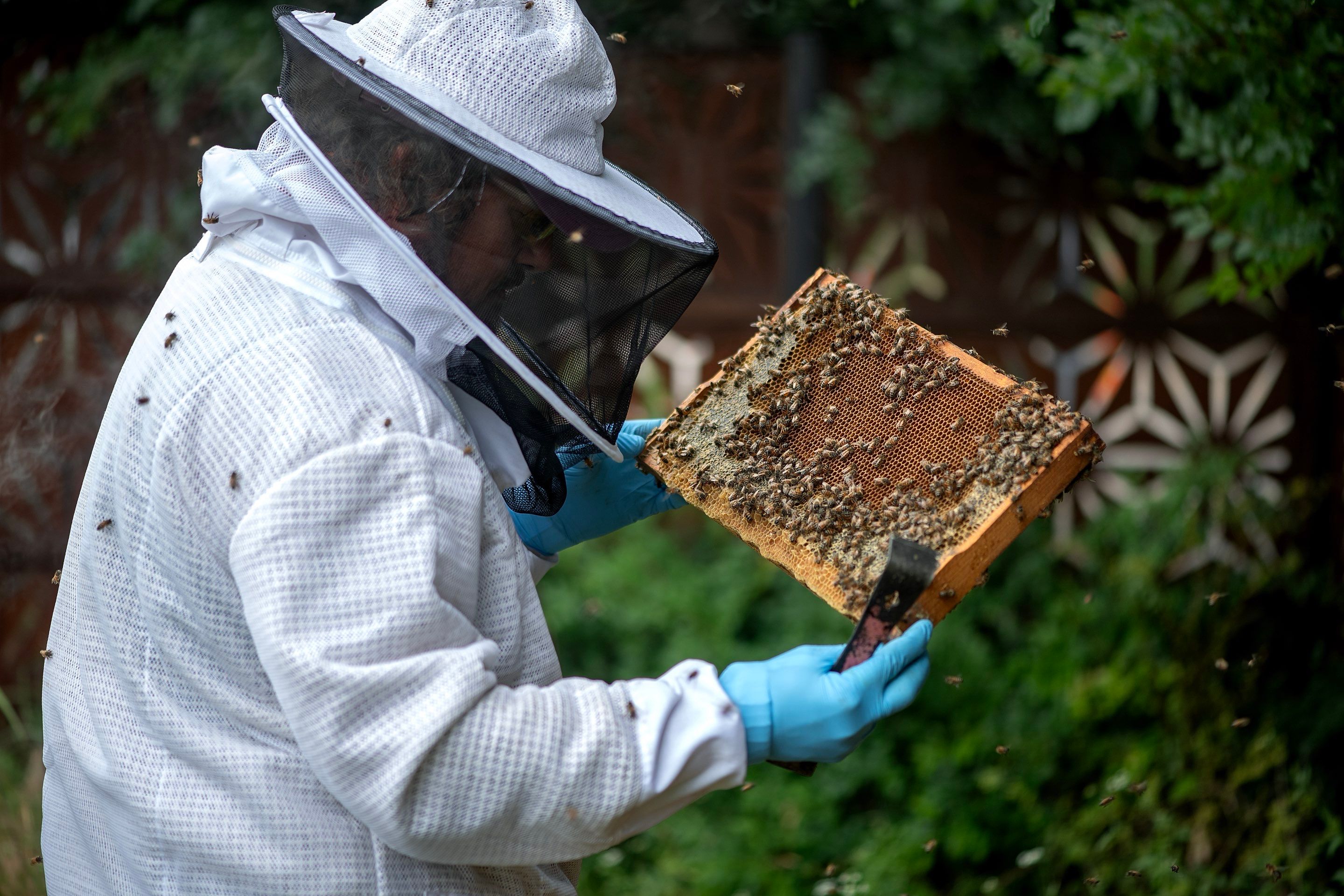 Urban Beekeeping in Dallas by Rockwall Honey Bee Company