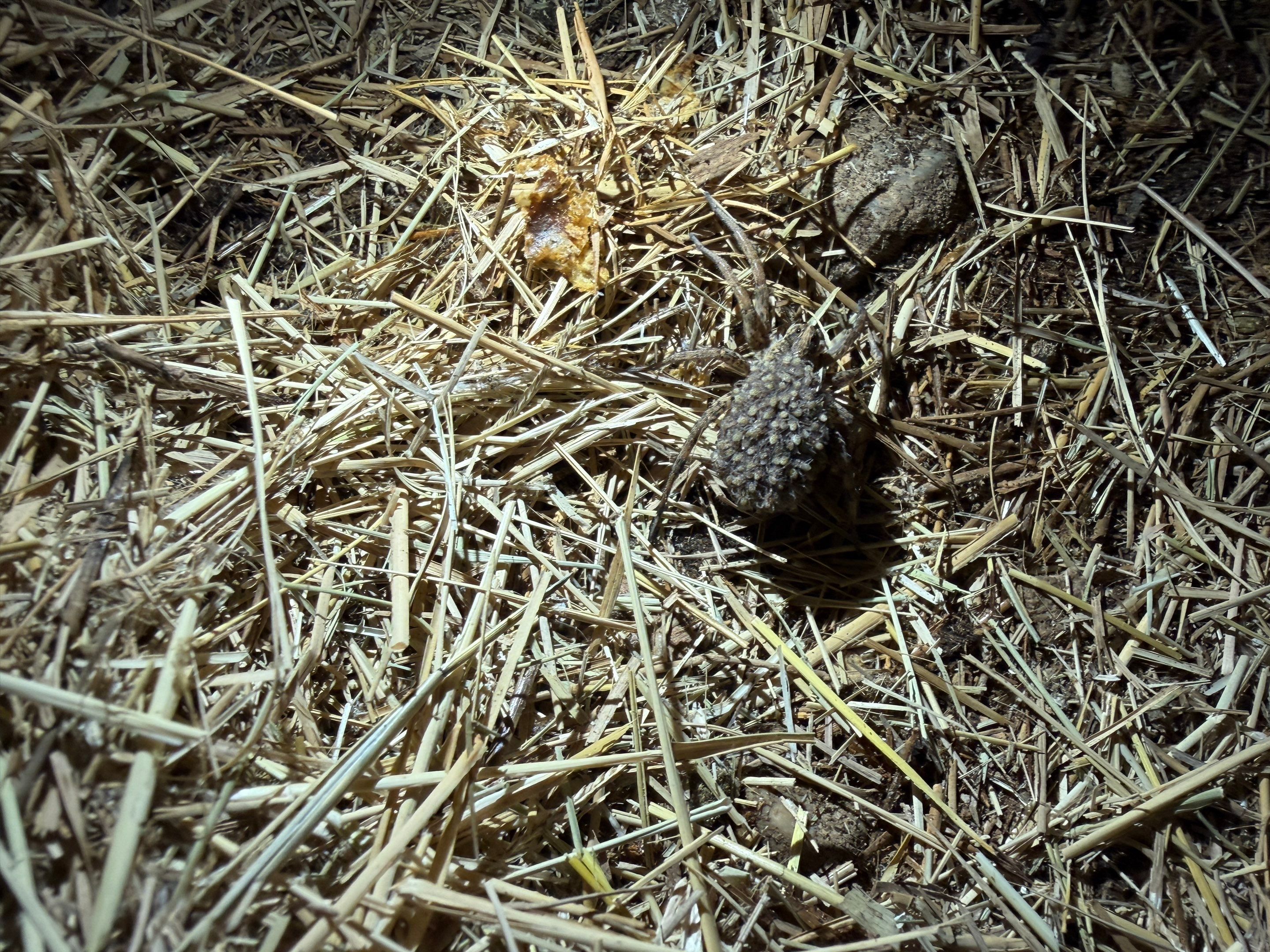 Haystack Bumblebees by Rockwall Honey Bee Company