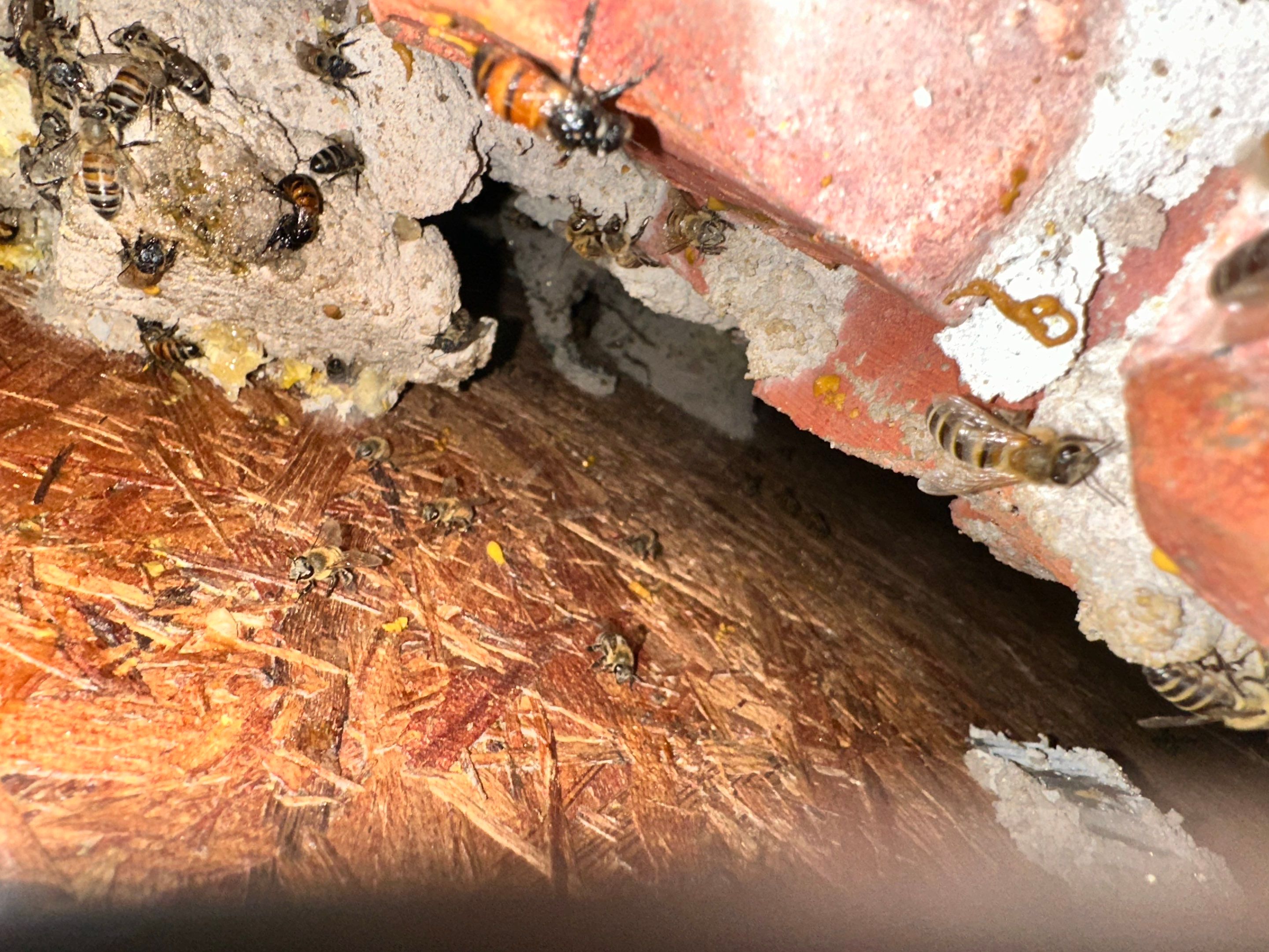 Bees Behind Bricks by Rockwall Honey Bee Company
